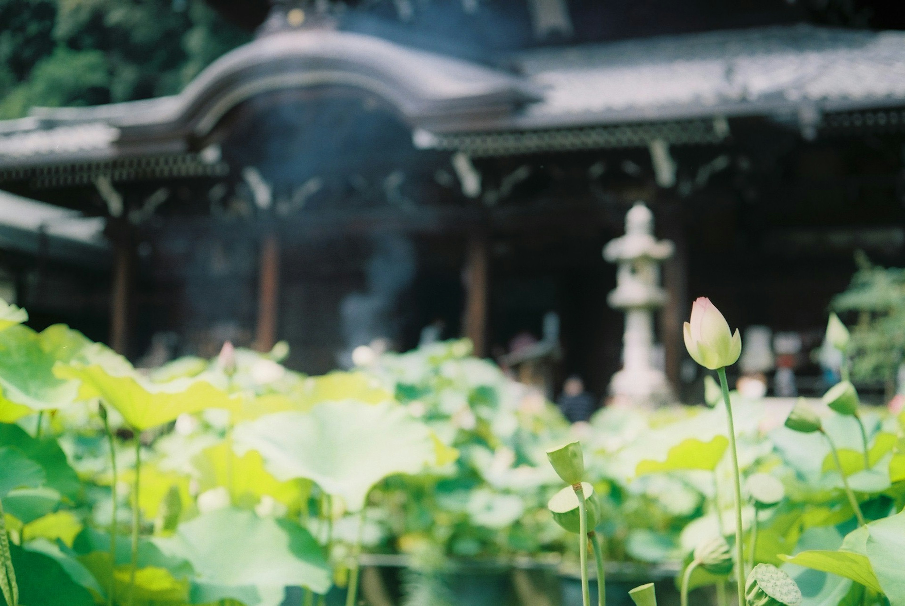 Serene landscape featuring lotus flowers and a temple in the background