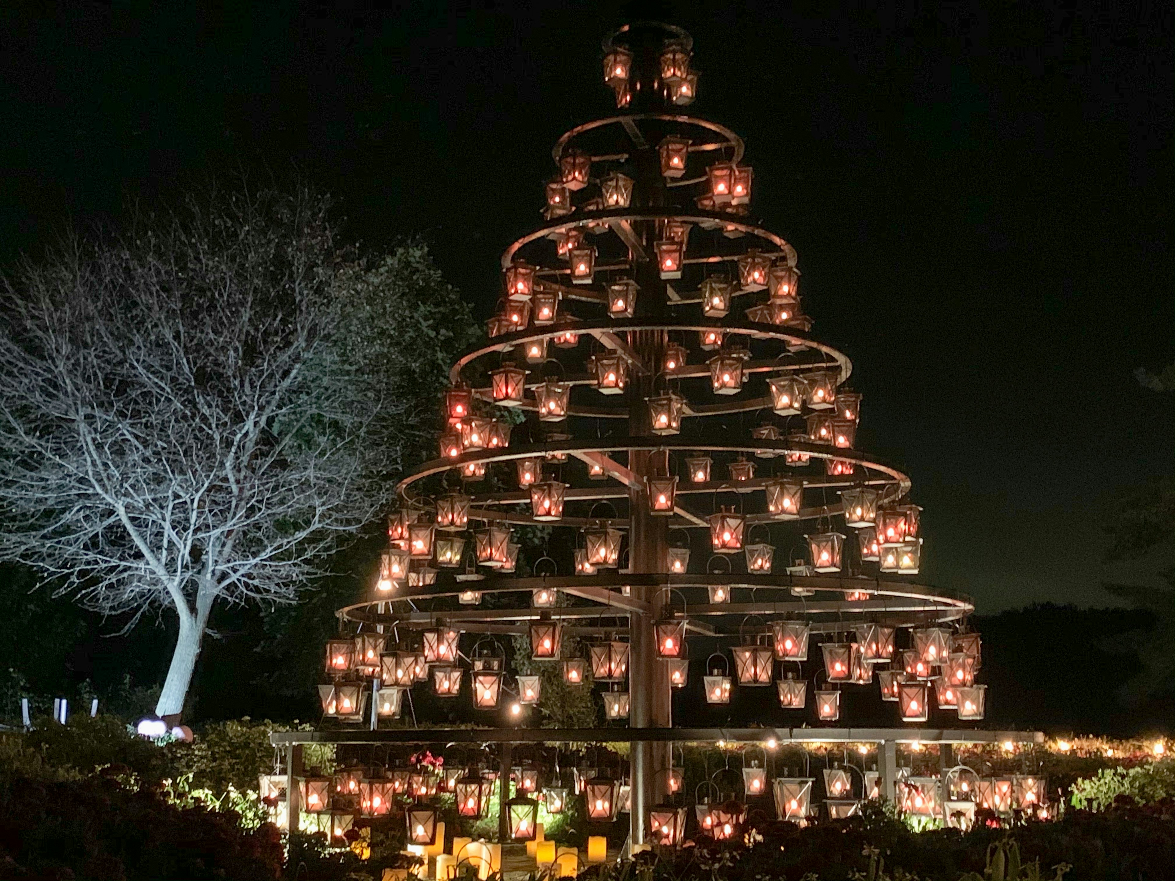 Illuminated candle tree with a bare tree at night