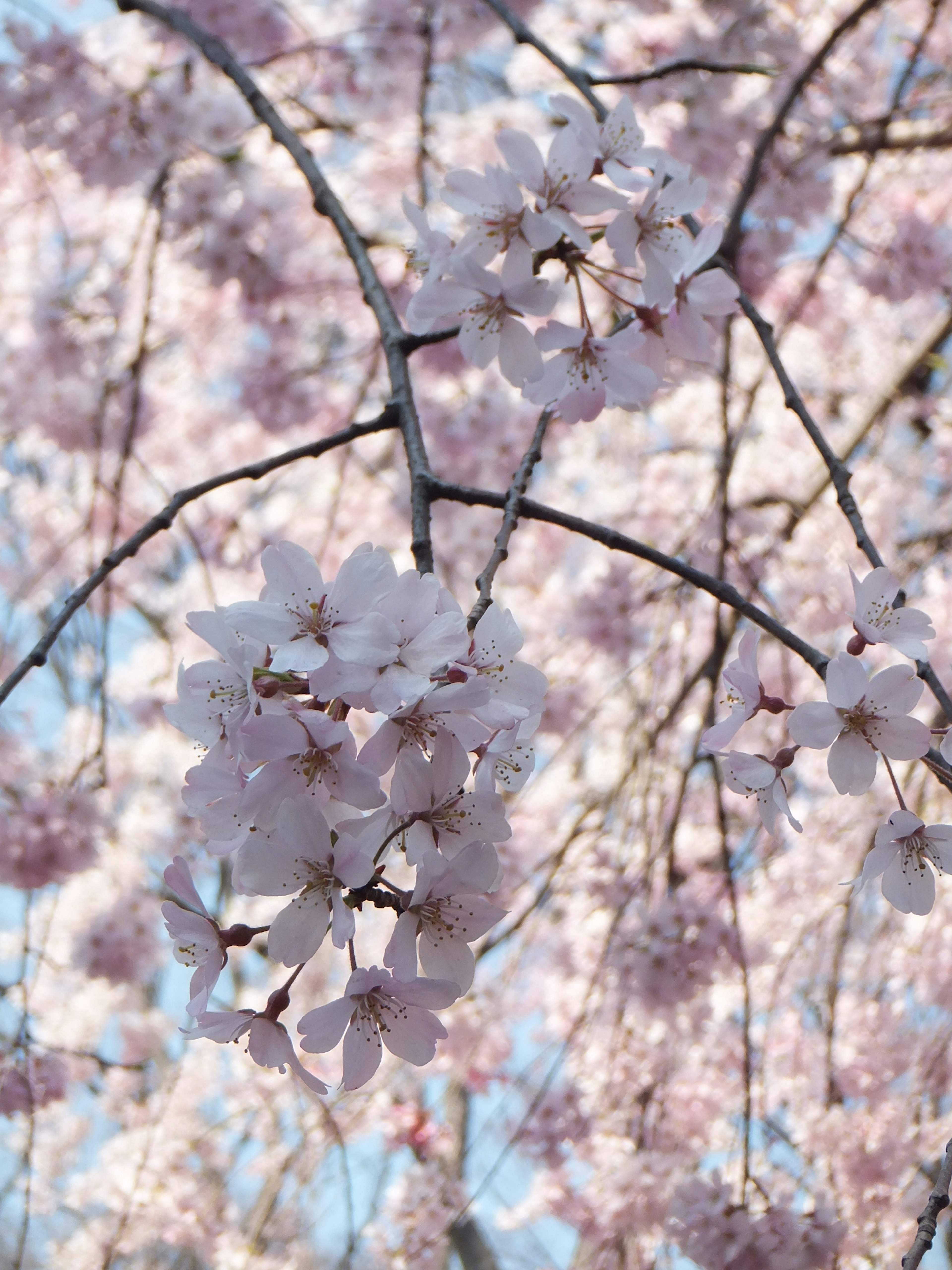 桜の花が咲いている枝のクローズアップ