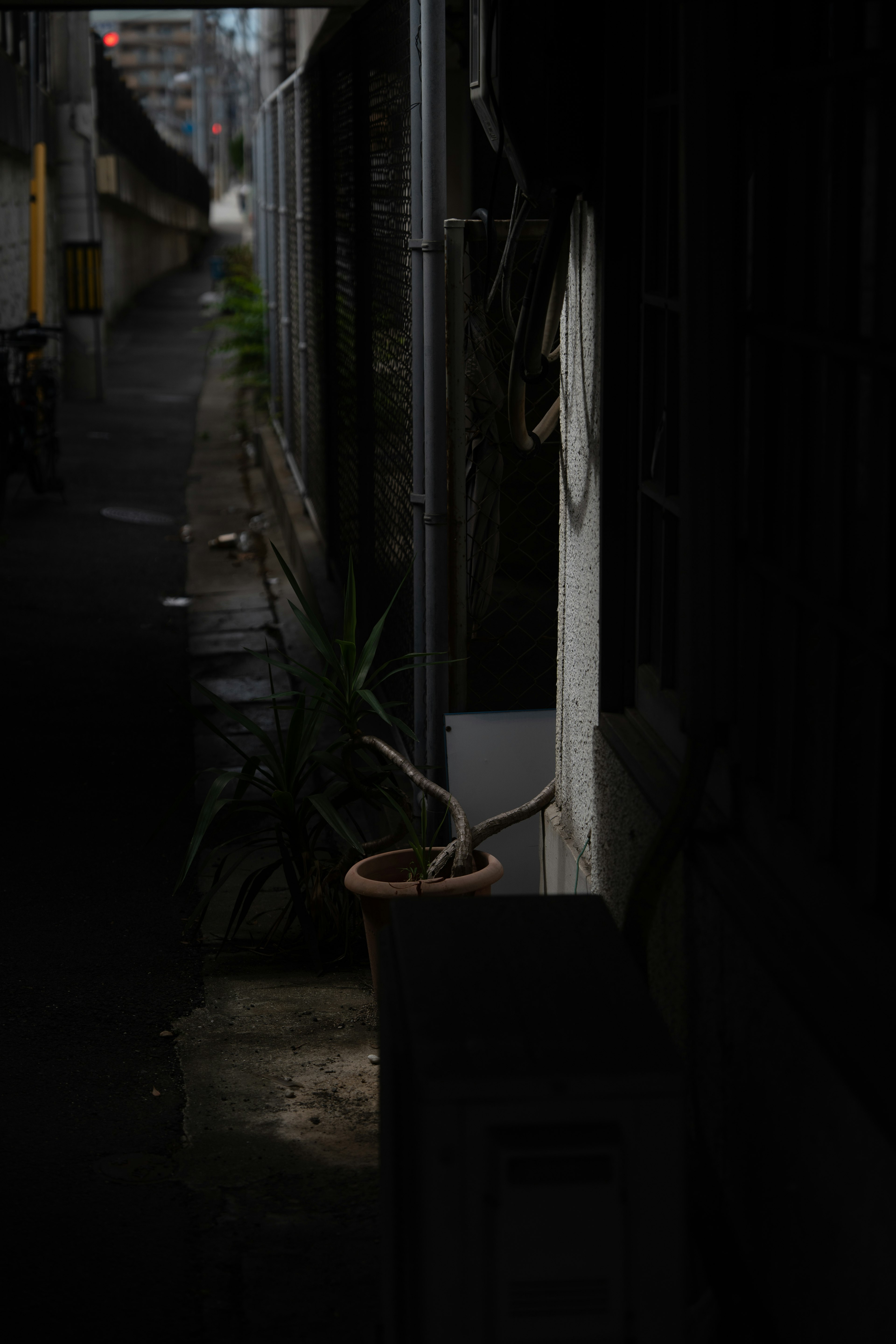 黑暗巷道中有花盆和植物的轮廓