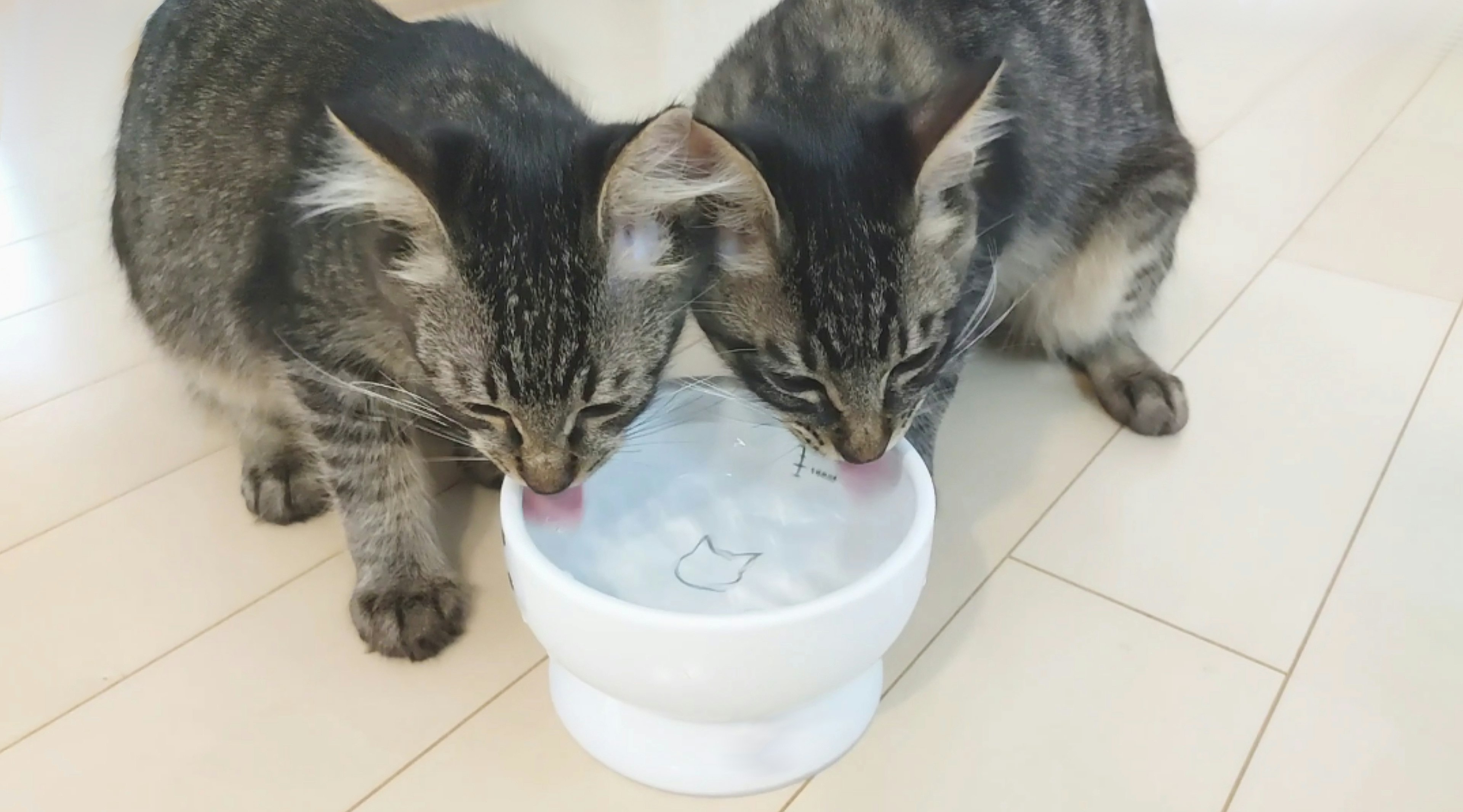 二匹の子猫が水の入った白いボウルから水を飲んでいる