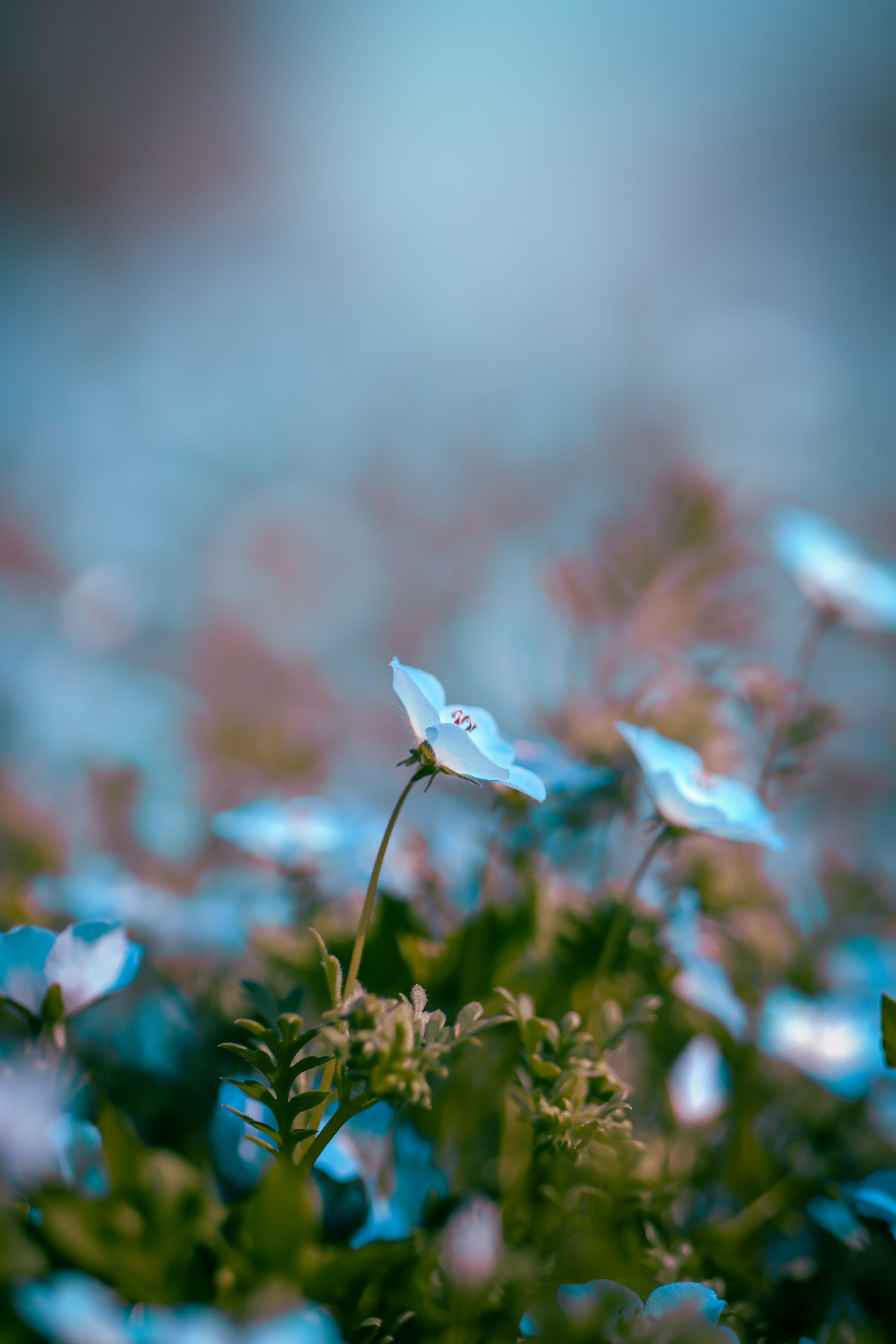 Paysage magnifique avec des fleurs bleues et des feuilles vertes