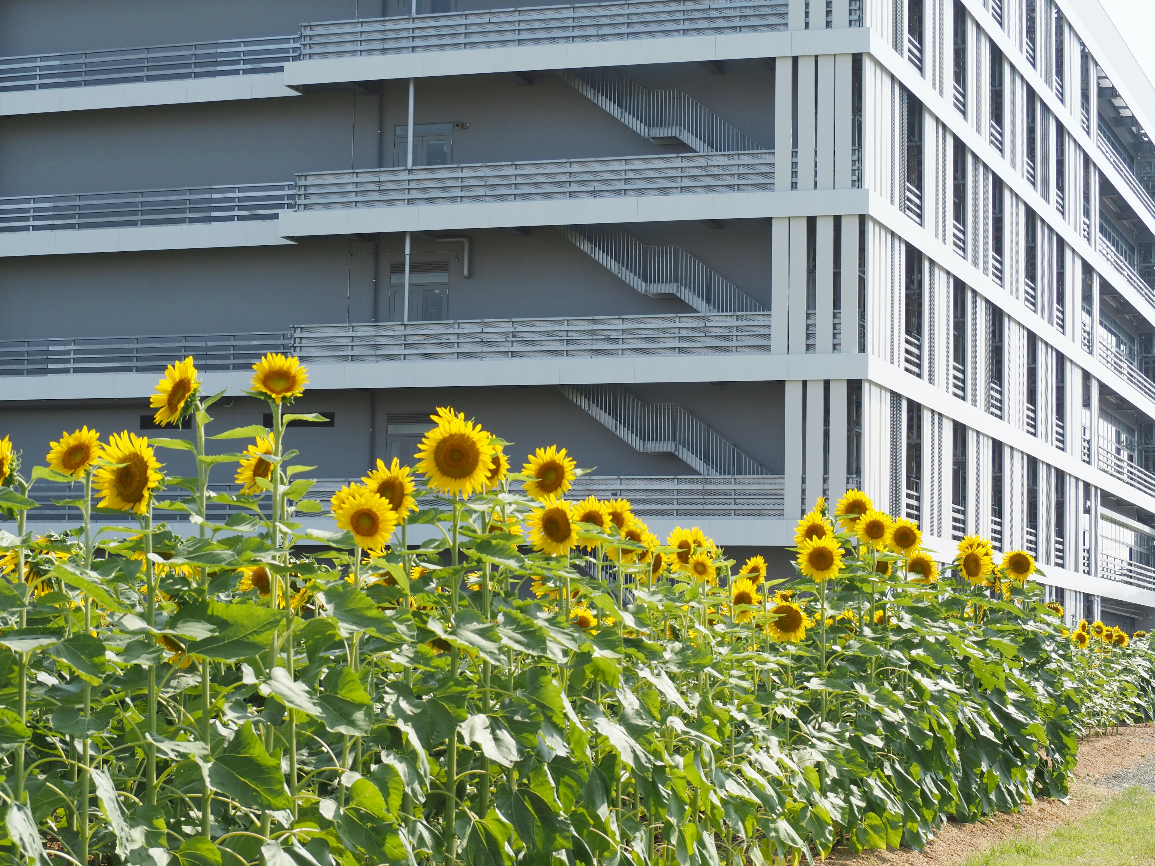 明るいひまわりが並ぶ前に近代的な建物がある