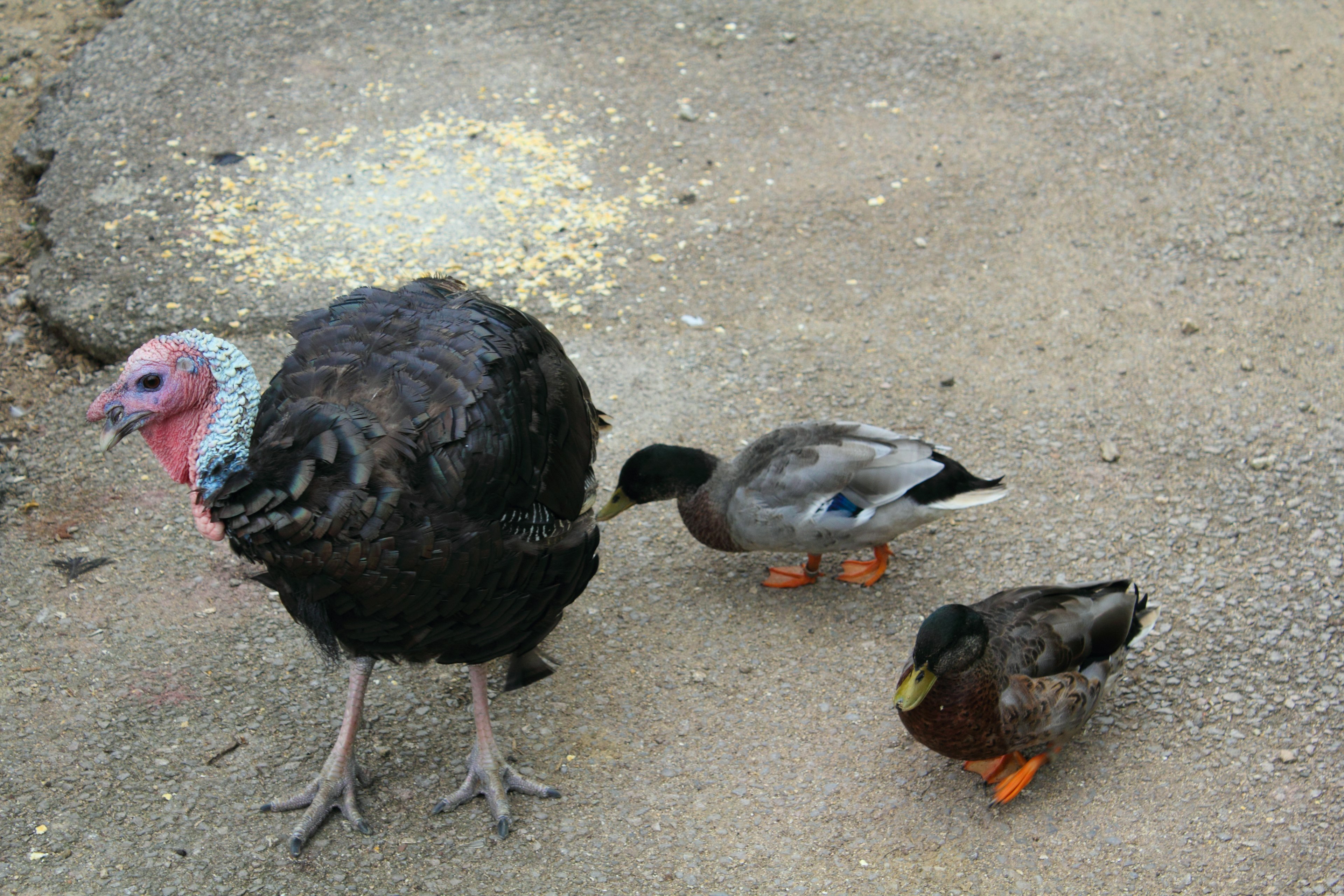 一羽の七面鳥と二羽のアヒルが地面に立っているシーン