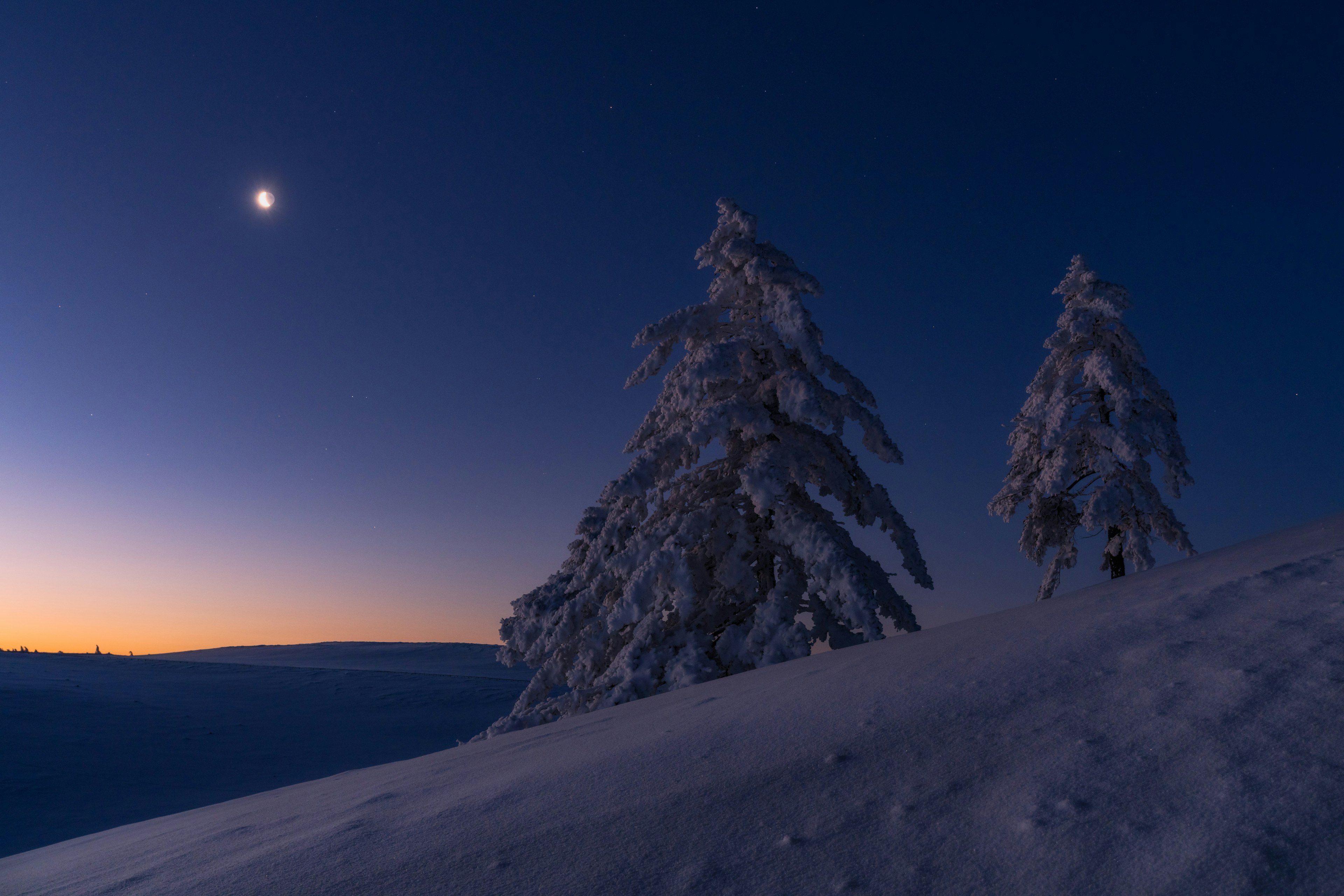 Alberi coperti di neve sotto un cielo notturno blu