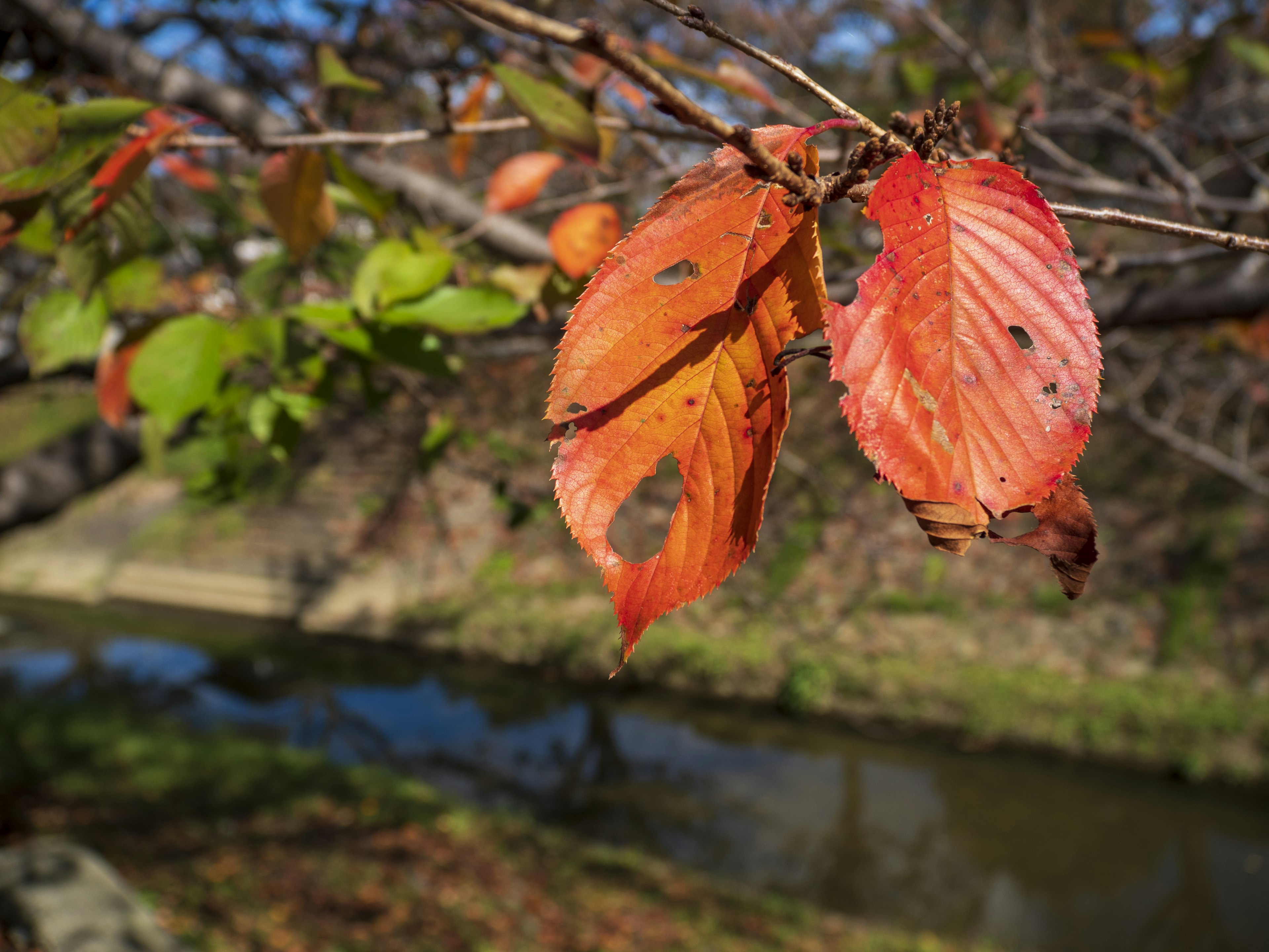 Foglie rosse e arancioni vivaci appese a un ramo vicino a un ruscello