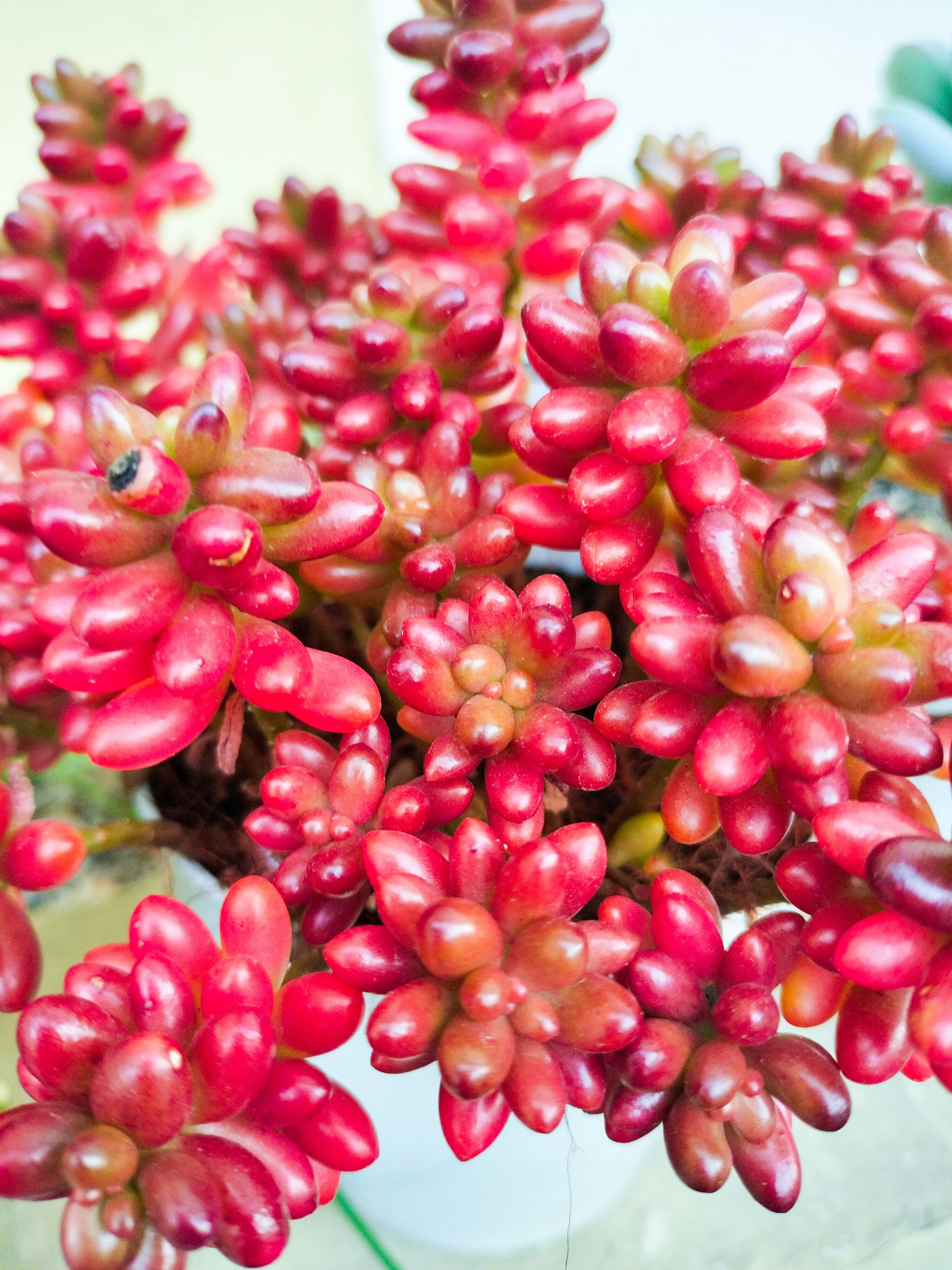 Close-up of a cluster of red succulent plants showcasing unique textures