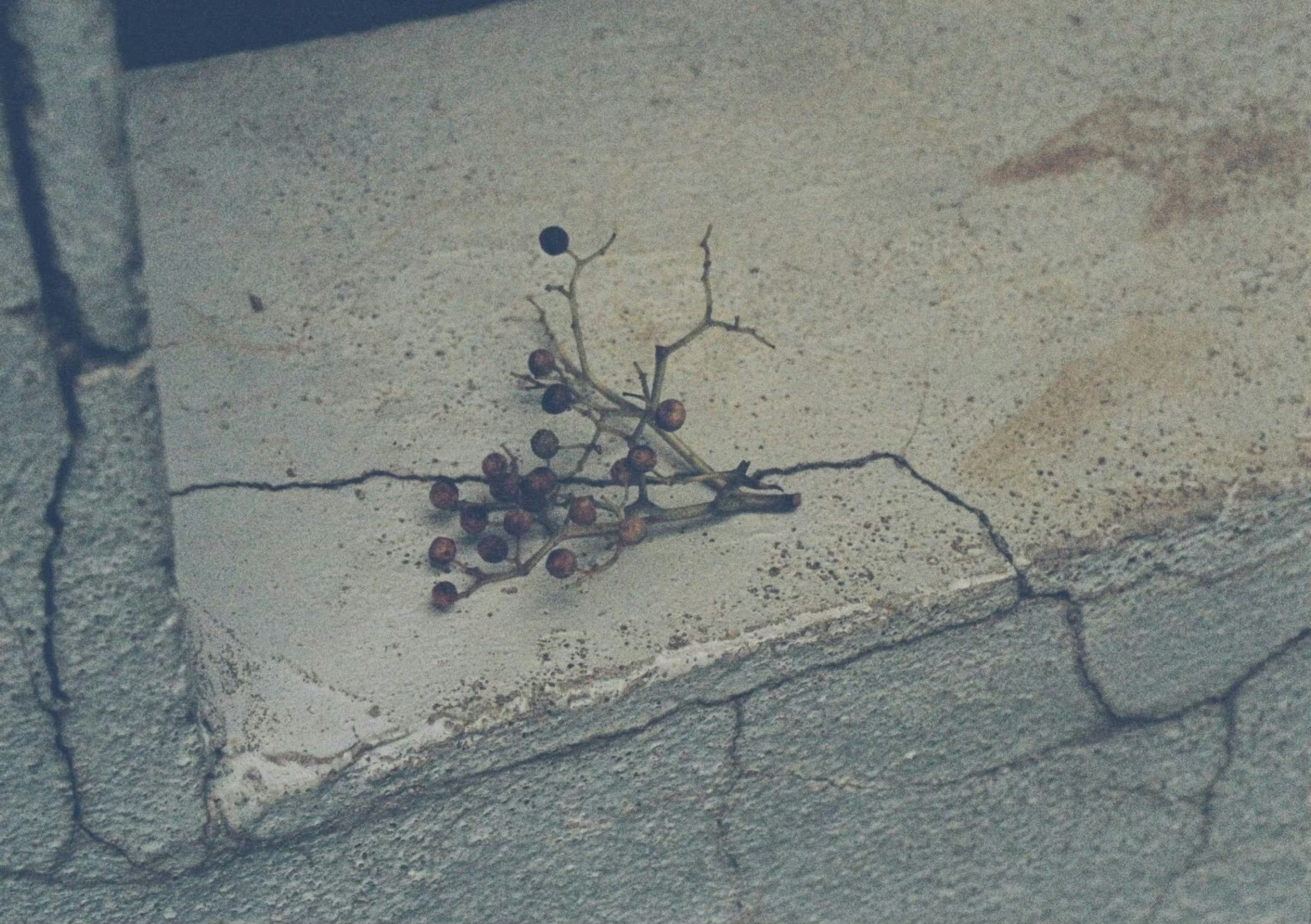 Petite branche avec des baies sur un mur fissuré