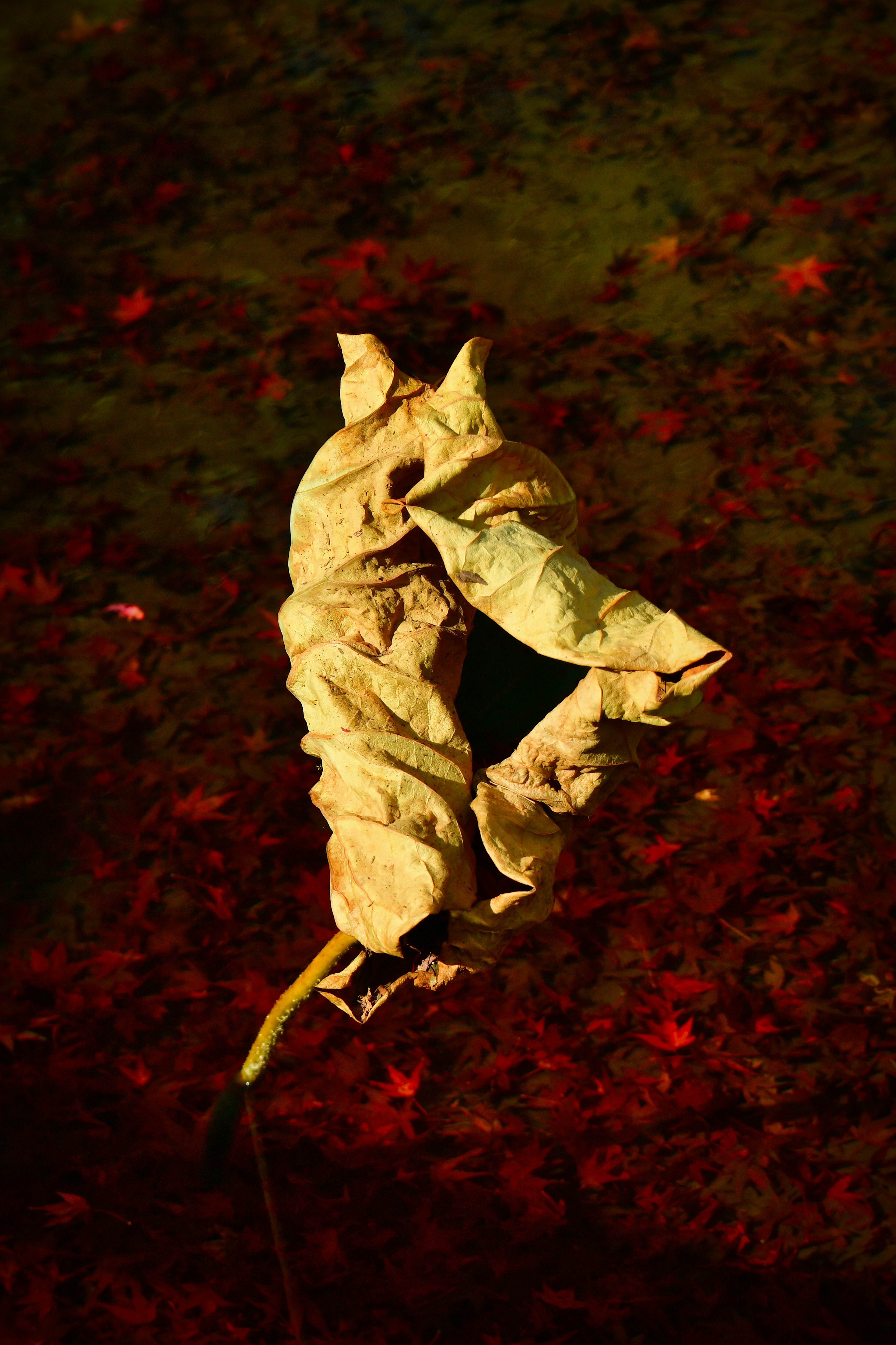 Unique shape and color of a dried leaf prominently displayed