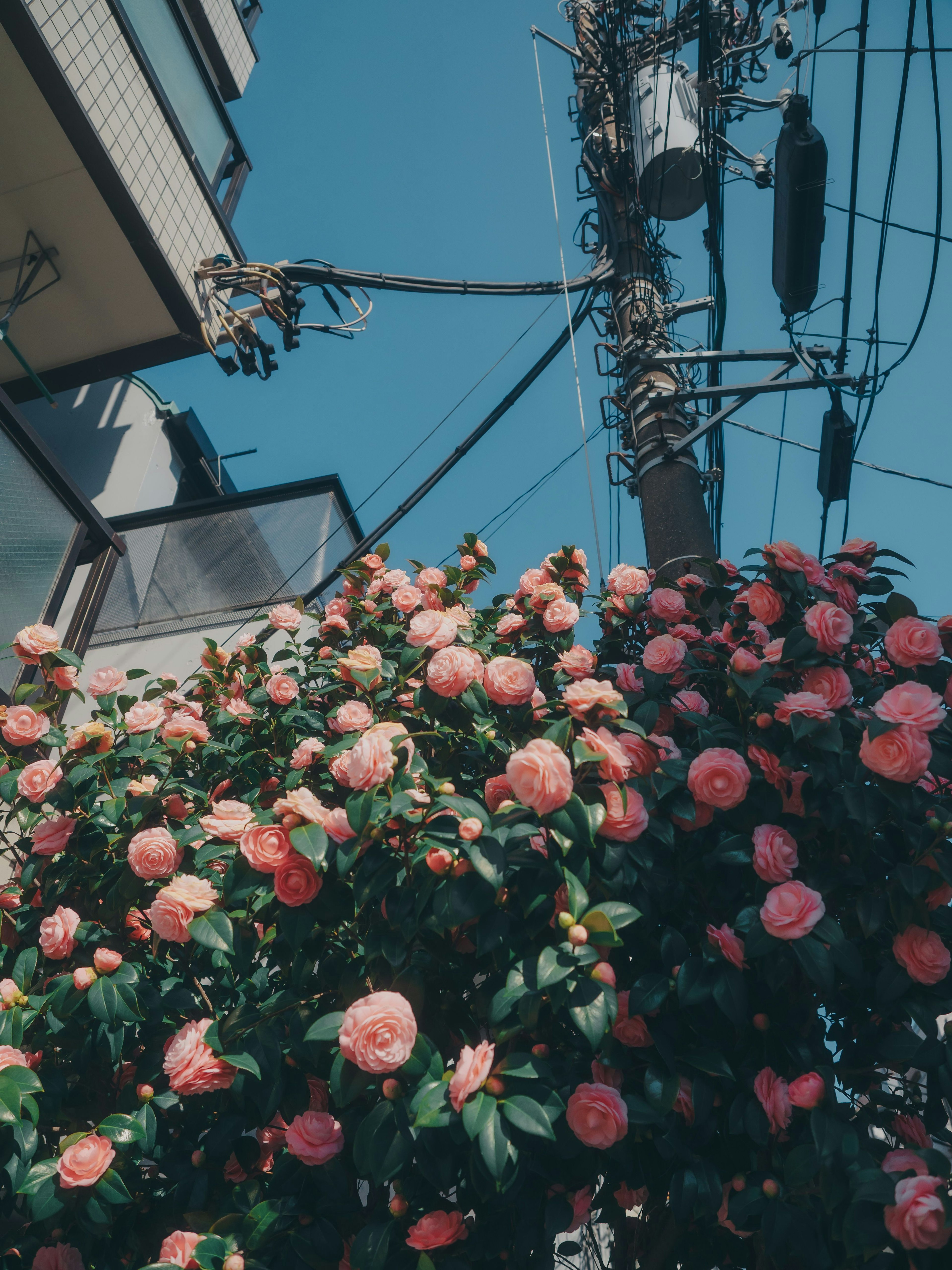 A street view featuring a blooming pink flower bush under a blue sky with power lines