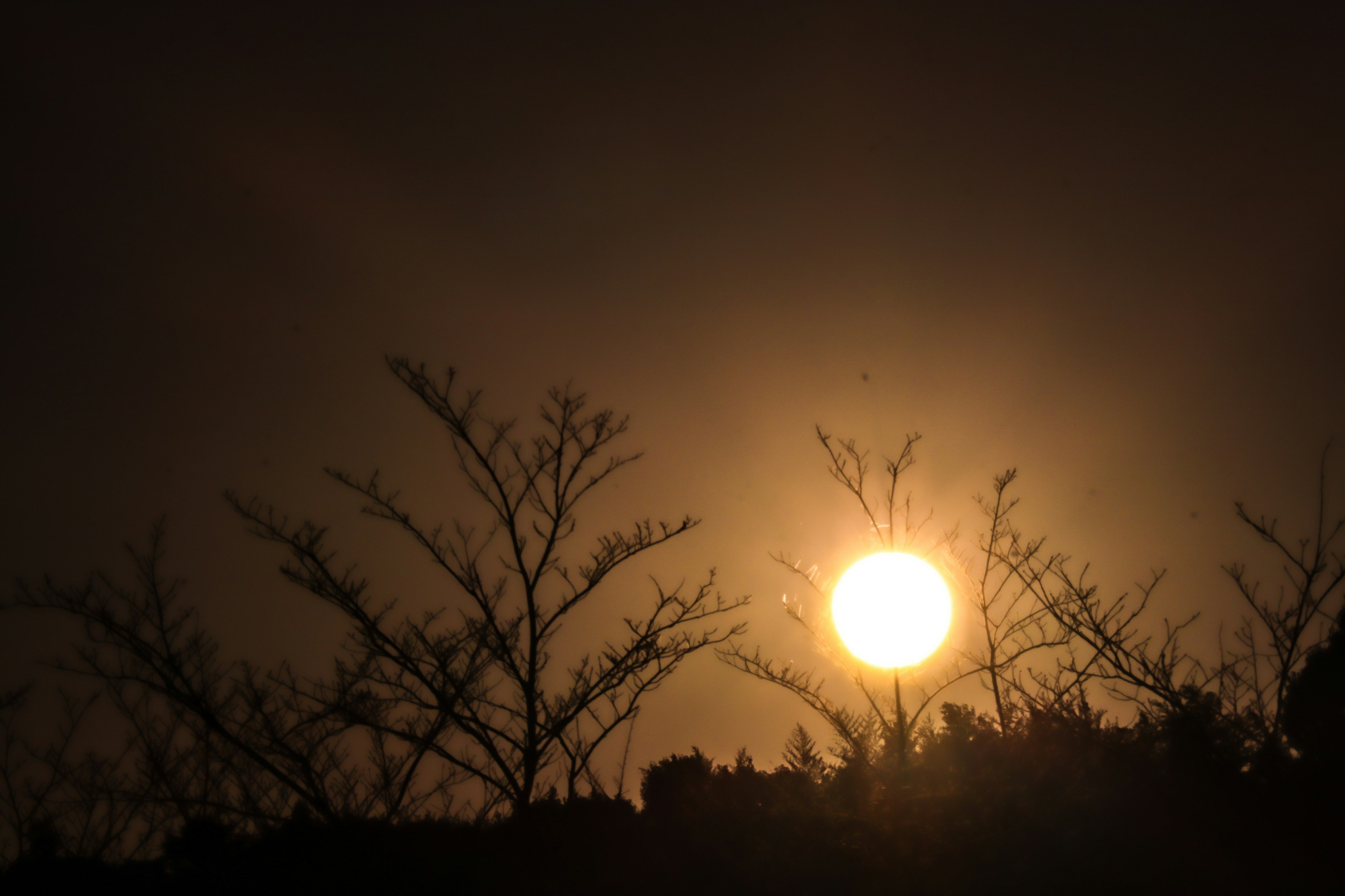 夕暮れの太陽が木々のシルエットの後ろに輝いている