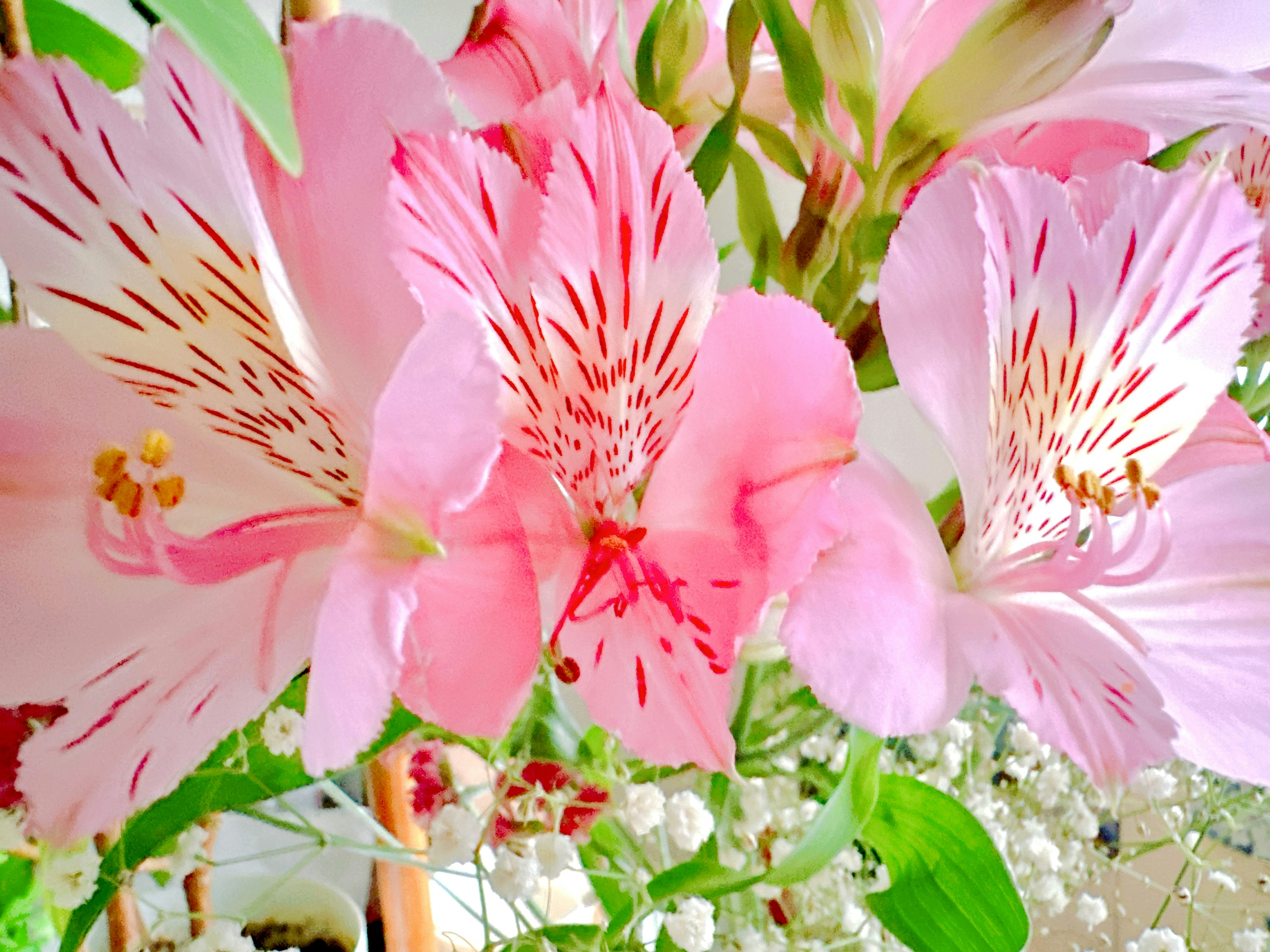 Primo piano di fiori di alstroemeria rosa con dettagli delicati