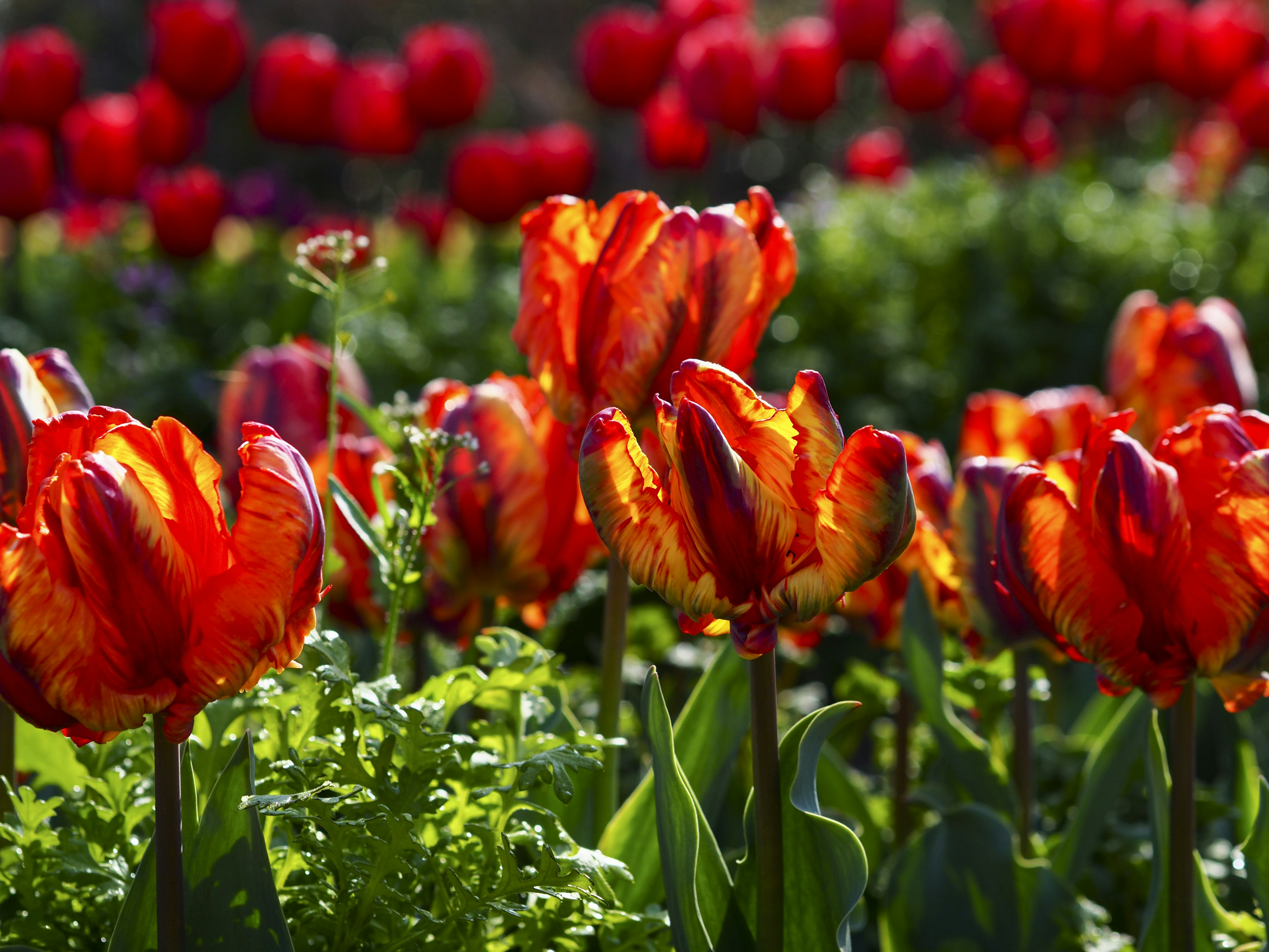 Lebendige orange und rote Tulpen blühen in einem Blumenfeld