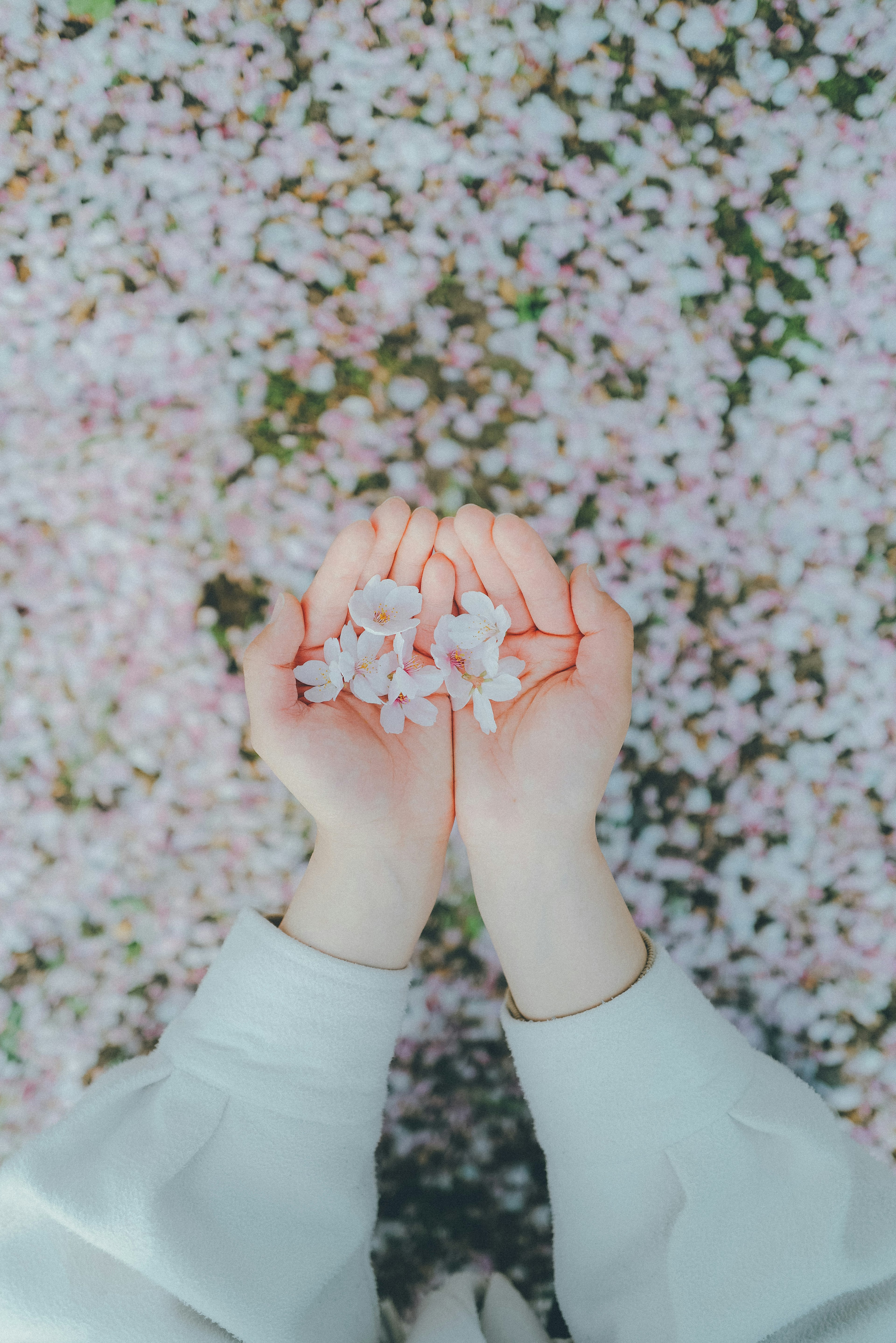 Person holding cherry blossom petals in hands with a background of scattered petals