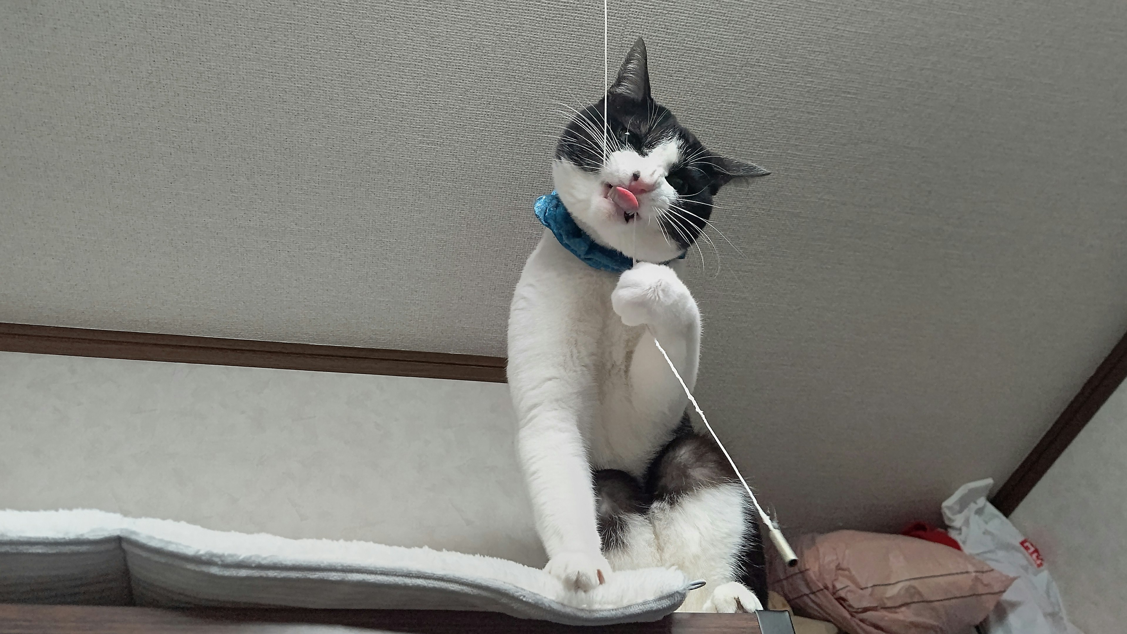 Eine schwarz-weiße Katze mit einem blauen Halsband, die mit einem Faden spielt