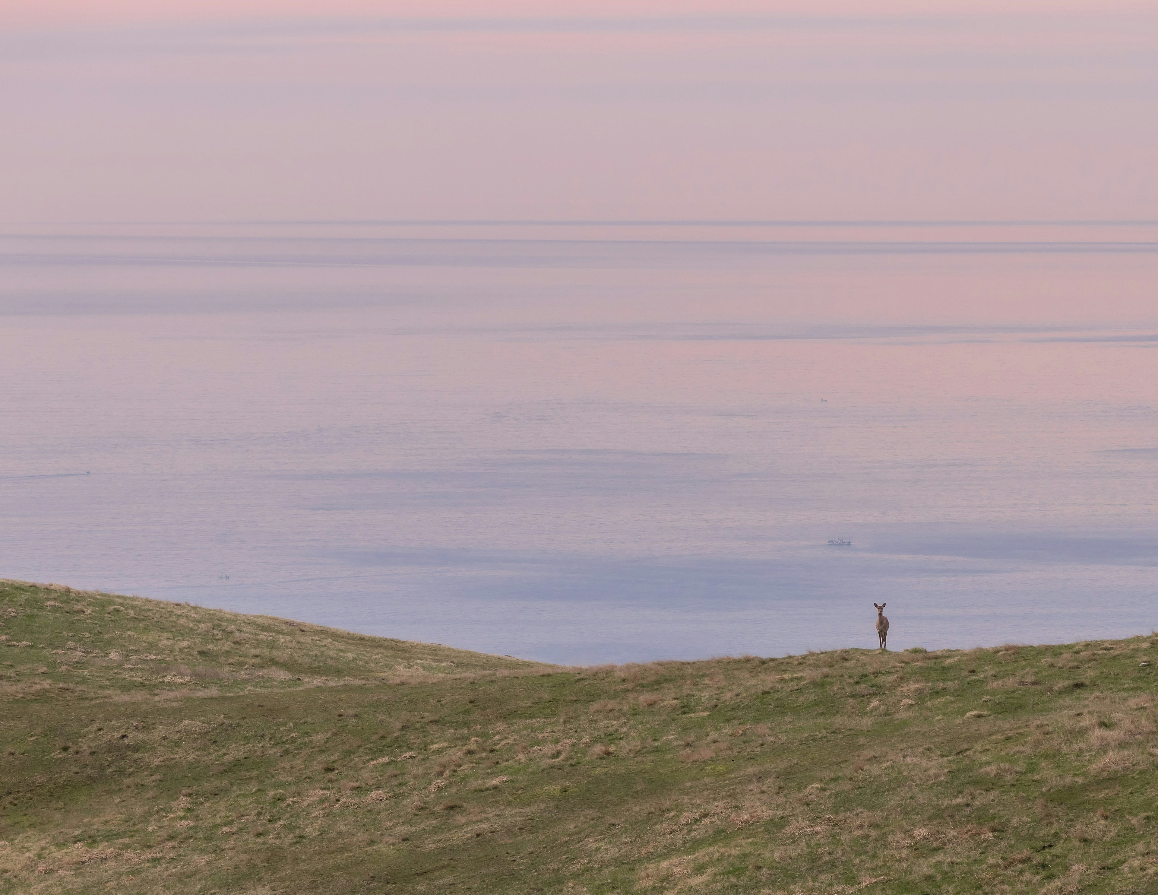 Weitläufige Wiese mit ruhigem Meer im Hintergrund und Sonnenuntergangshimmel