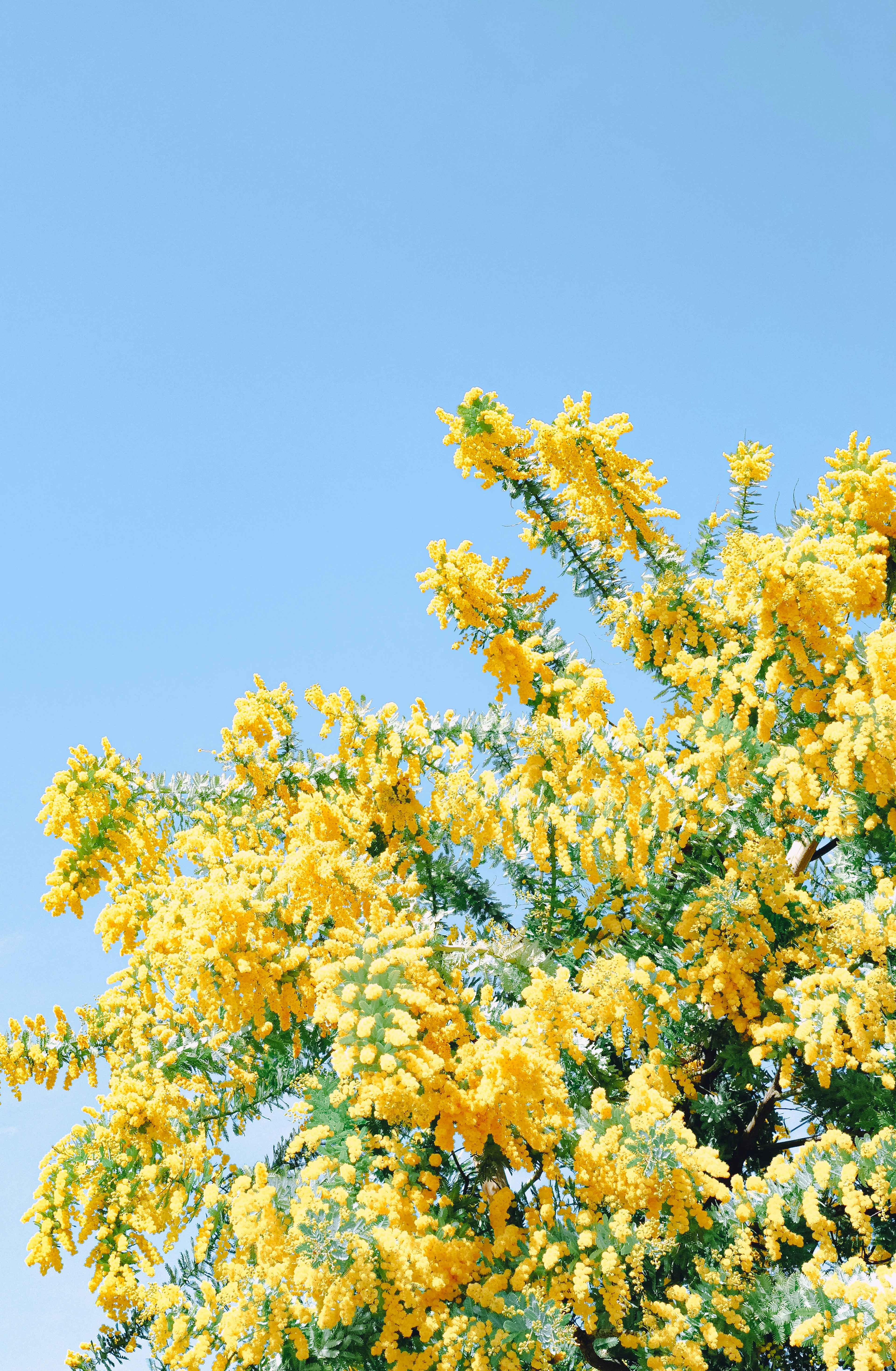 Kedekatan pohon dengan bunga kuning cerah di bawah langit biru