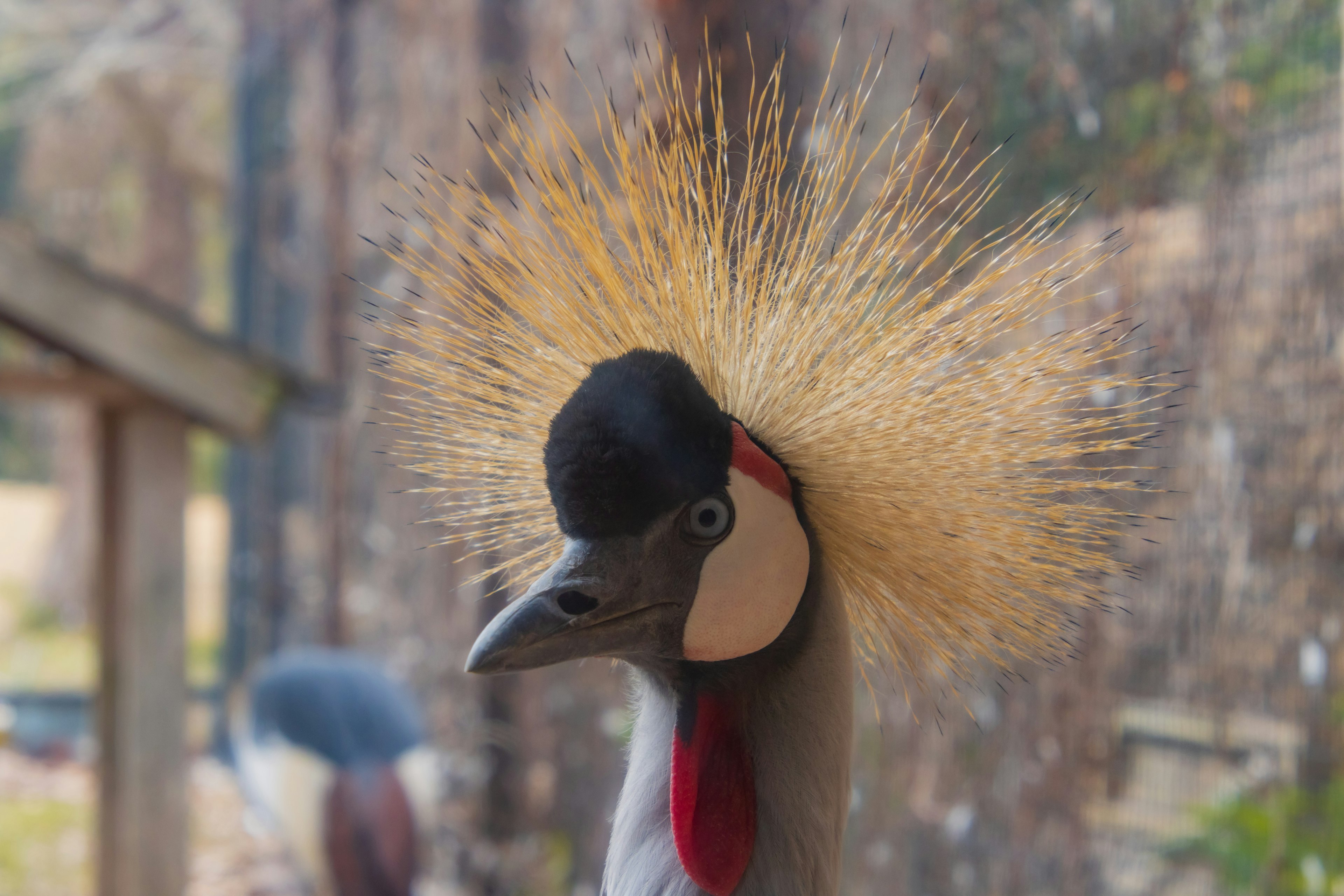 Close-up image of a crane with a striking crown of feathers