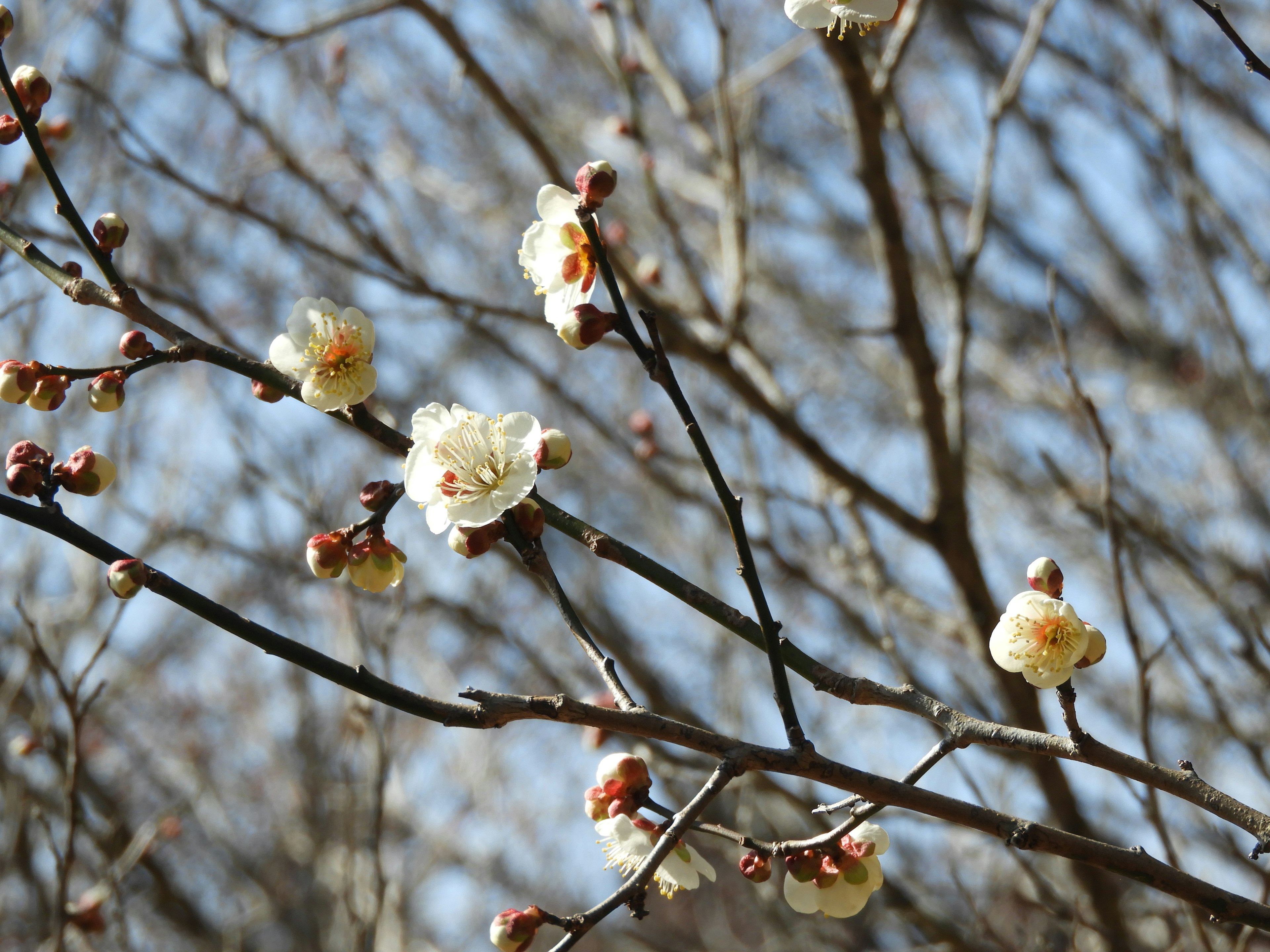 Rami di fiori di prugno e gemme sotto un cielo blu