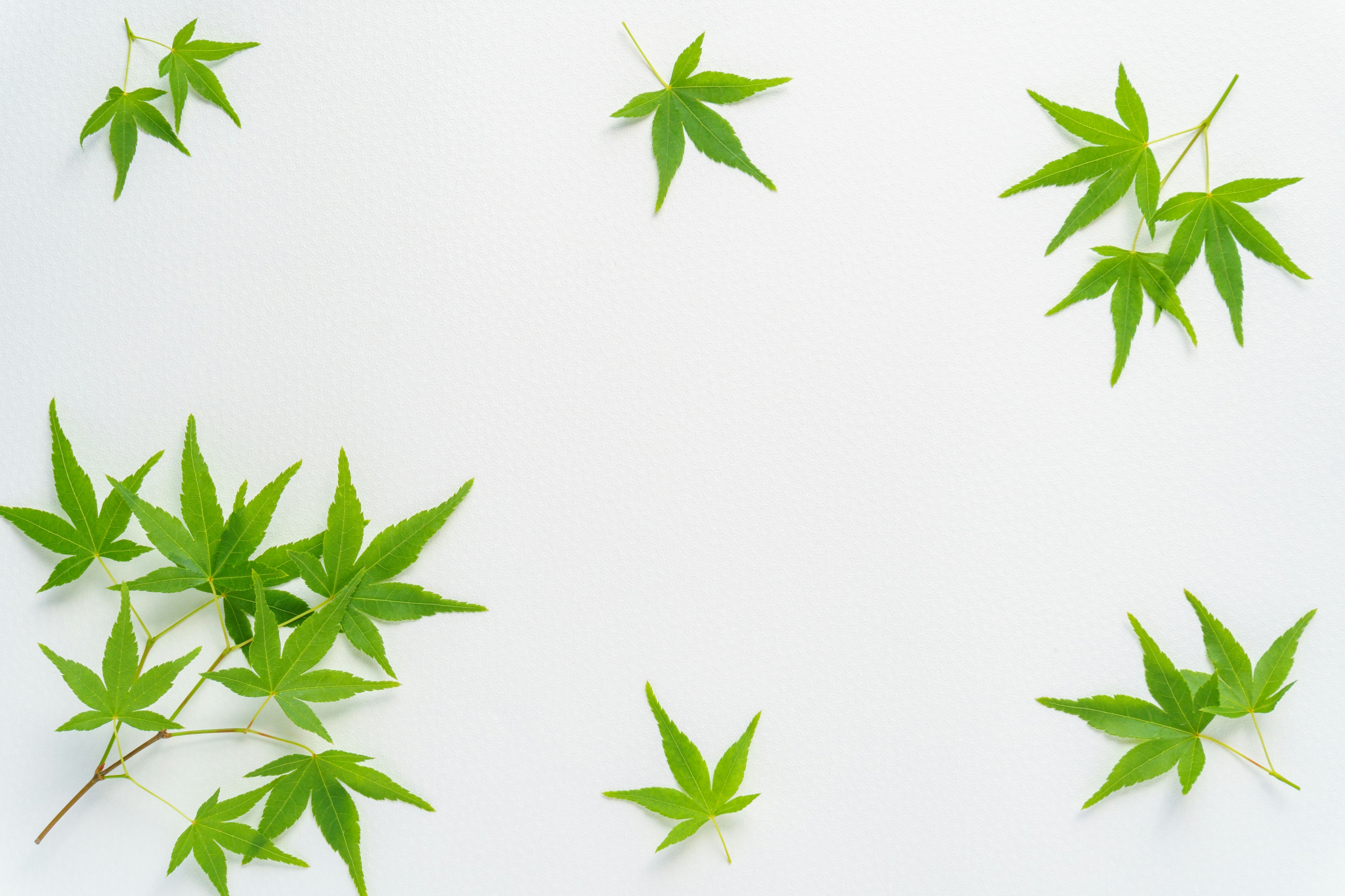 Green leaves scattered on a white background