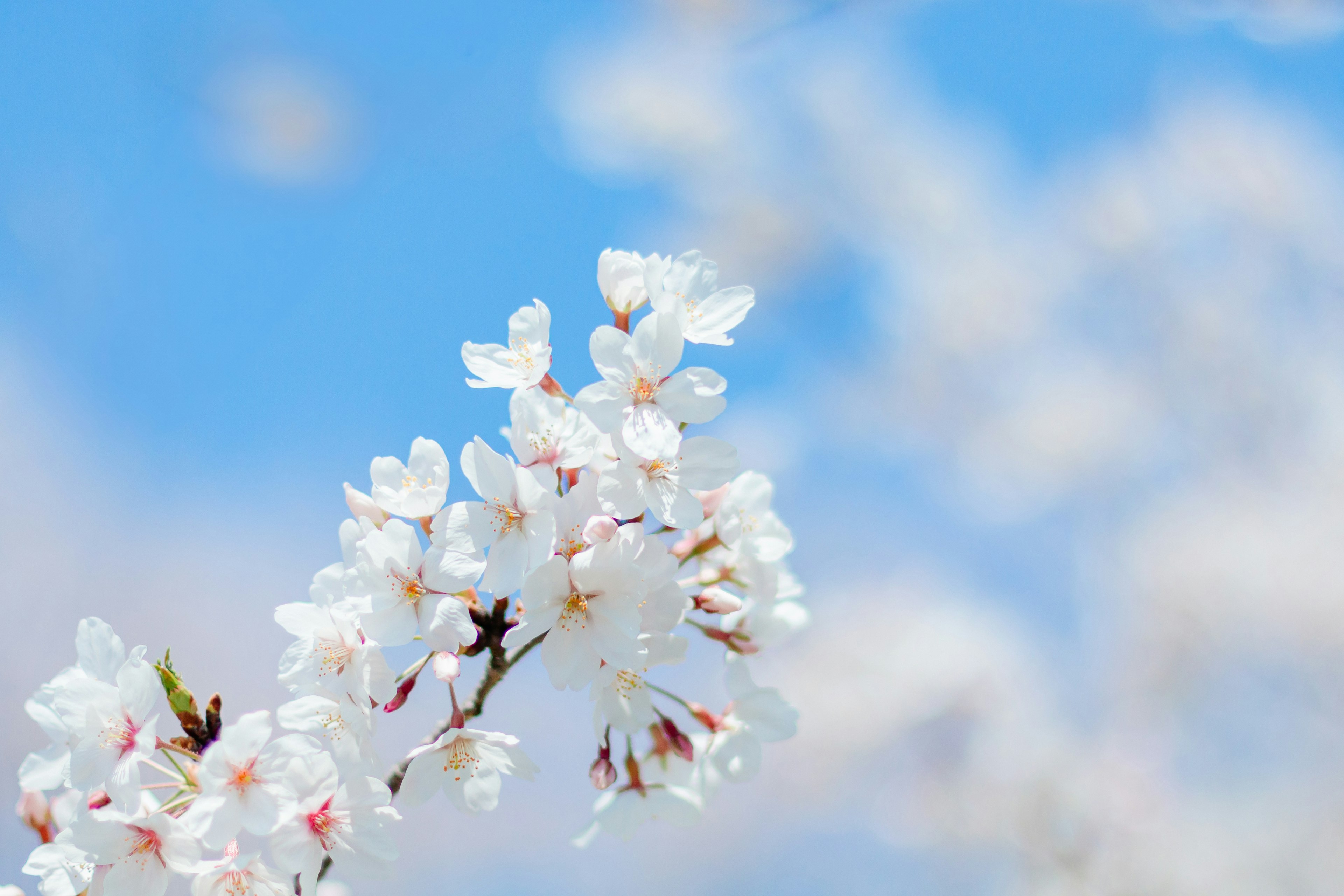 Primer plano de flores de cerezo contra un cielo azul