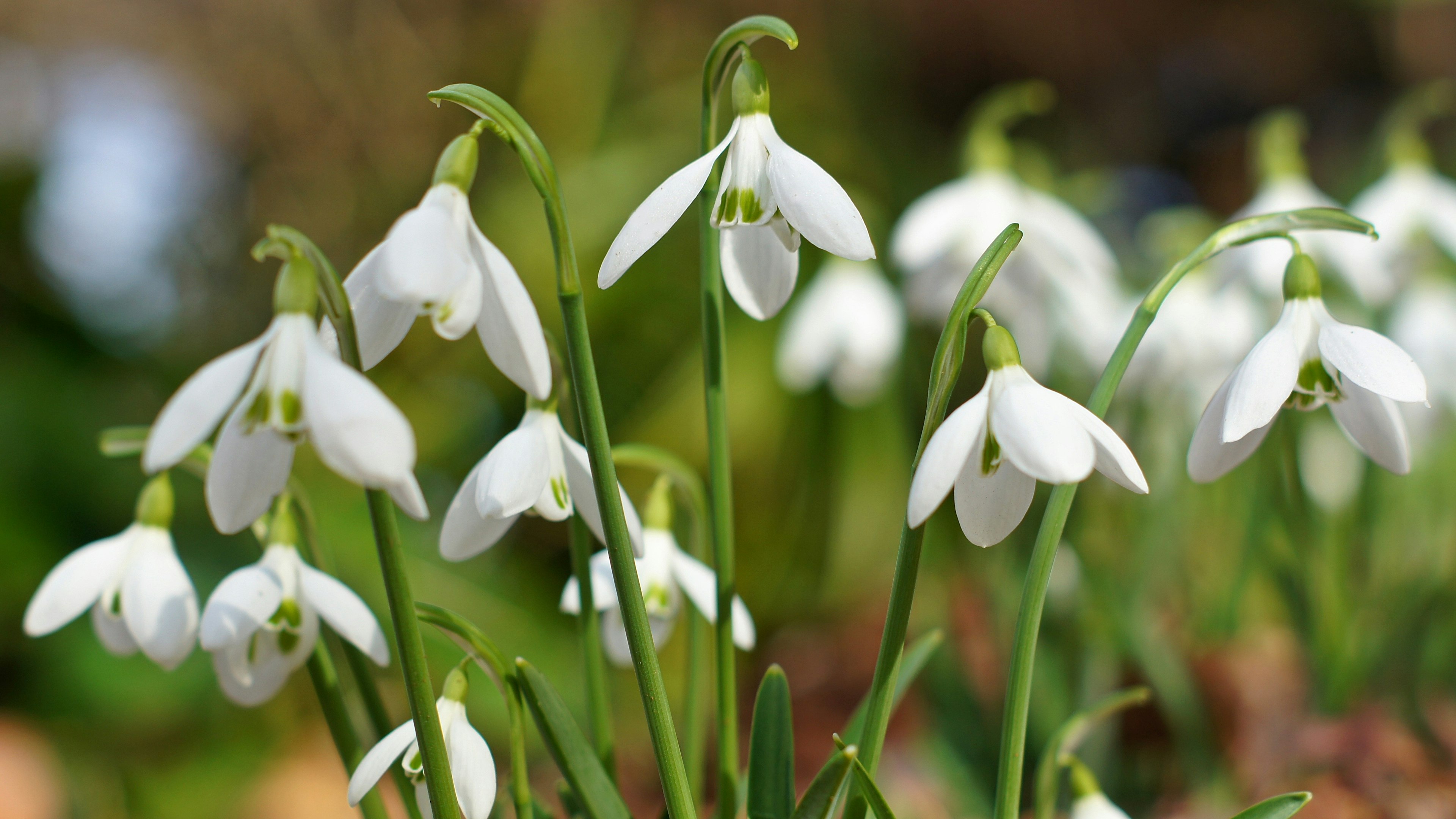 Sekelompok bunga snowdrop putih di kebun