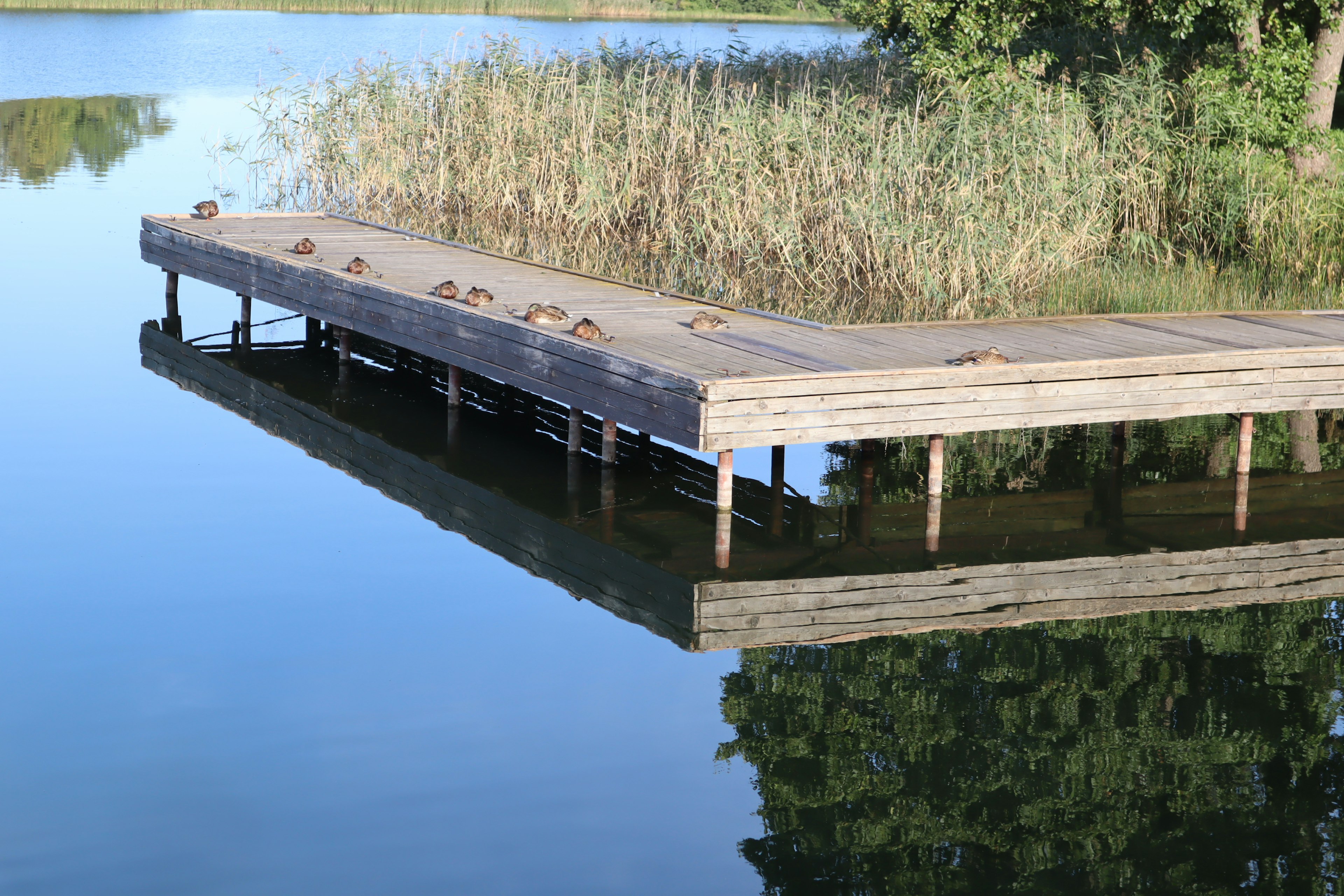 Holzsteg, der auf einem ruhigen See mit Reflexionen schwimmt