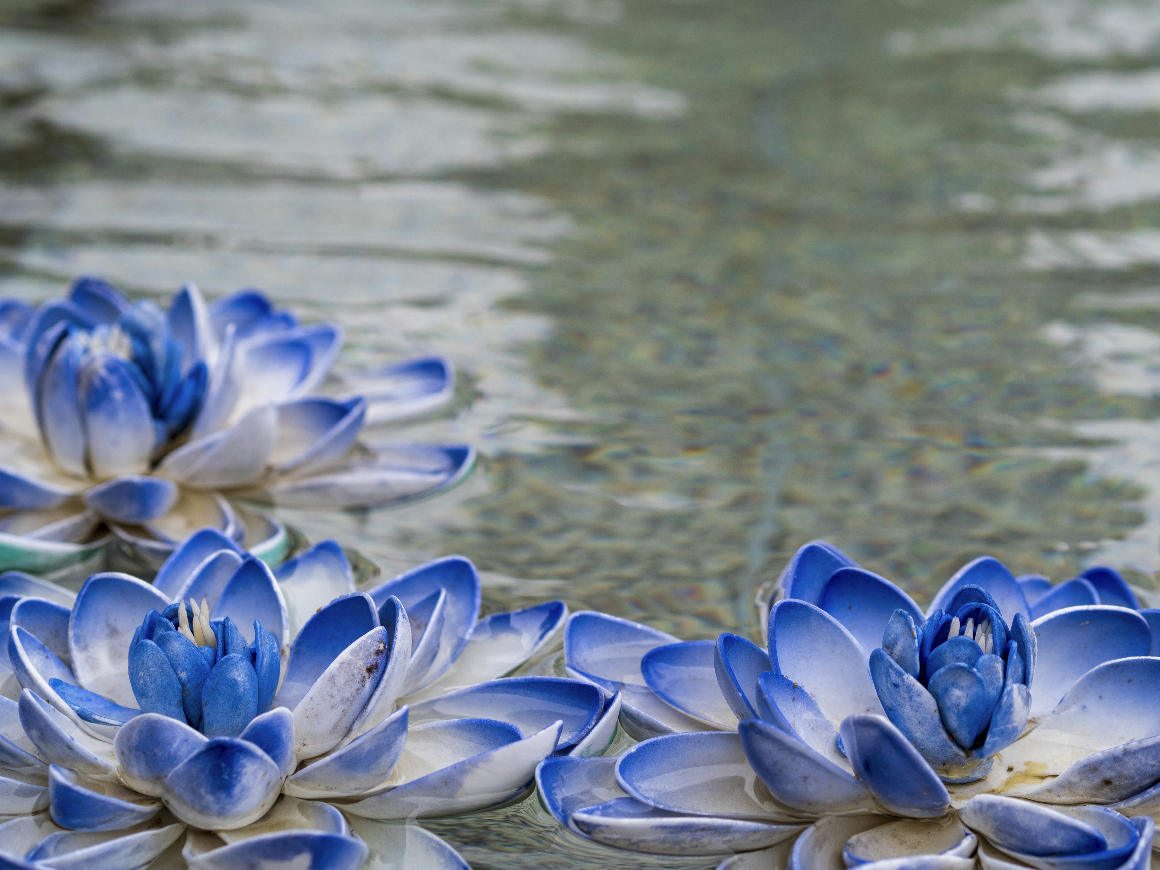 Blaue und weiße Seerosen schwimmen auf der Wasseroberfläche