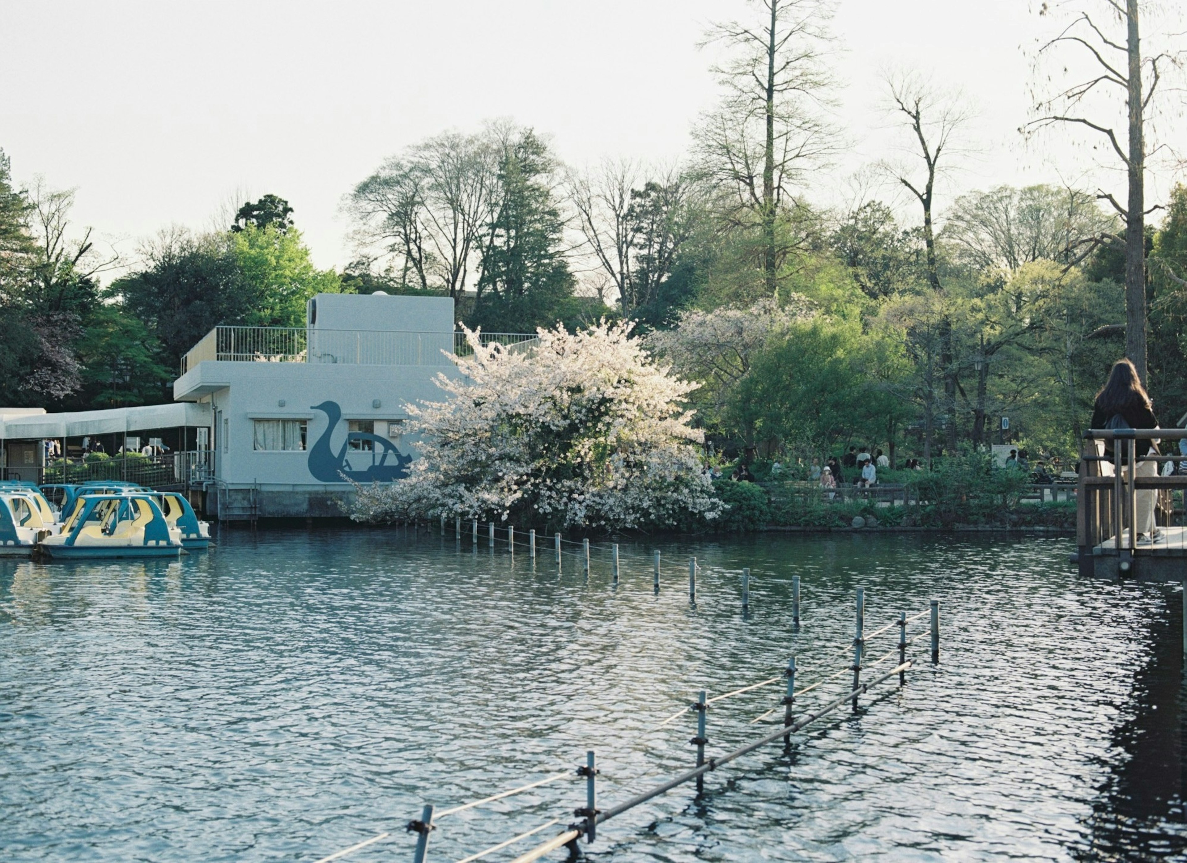 湖边樱花树和脚踏船的风景