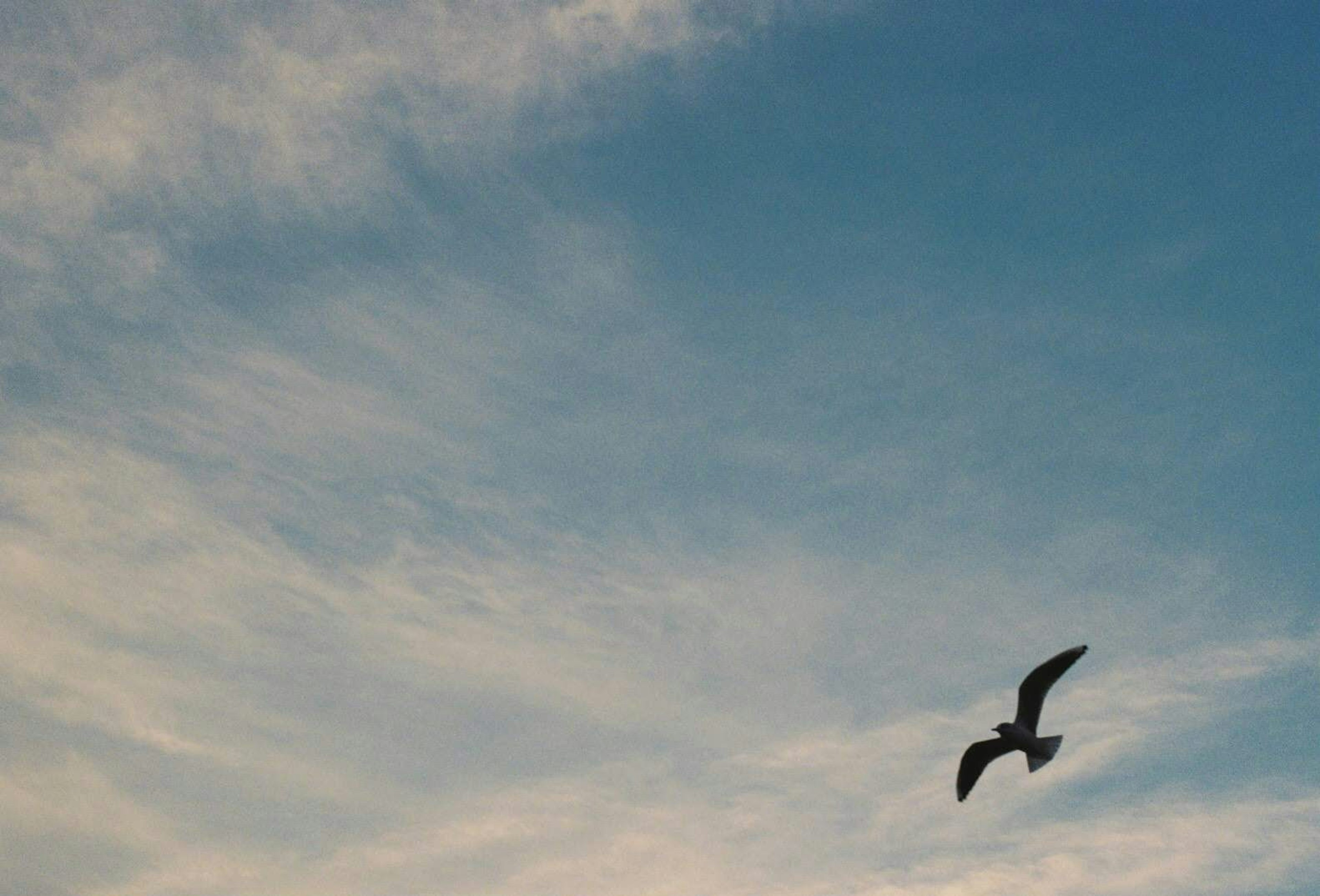 Pájaro volando contra un cielo azul con nubes