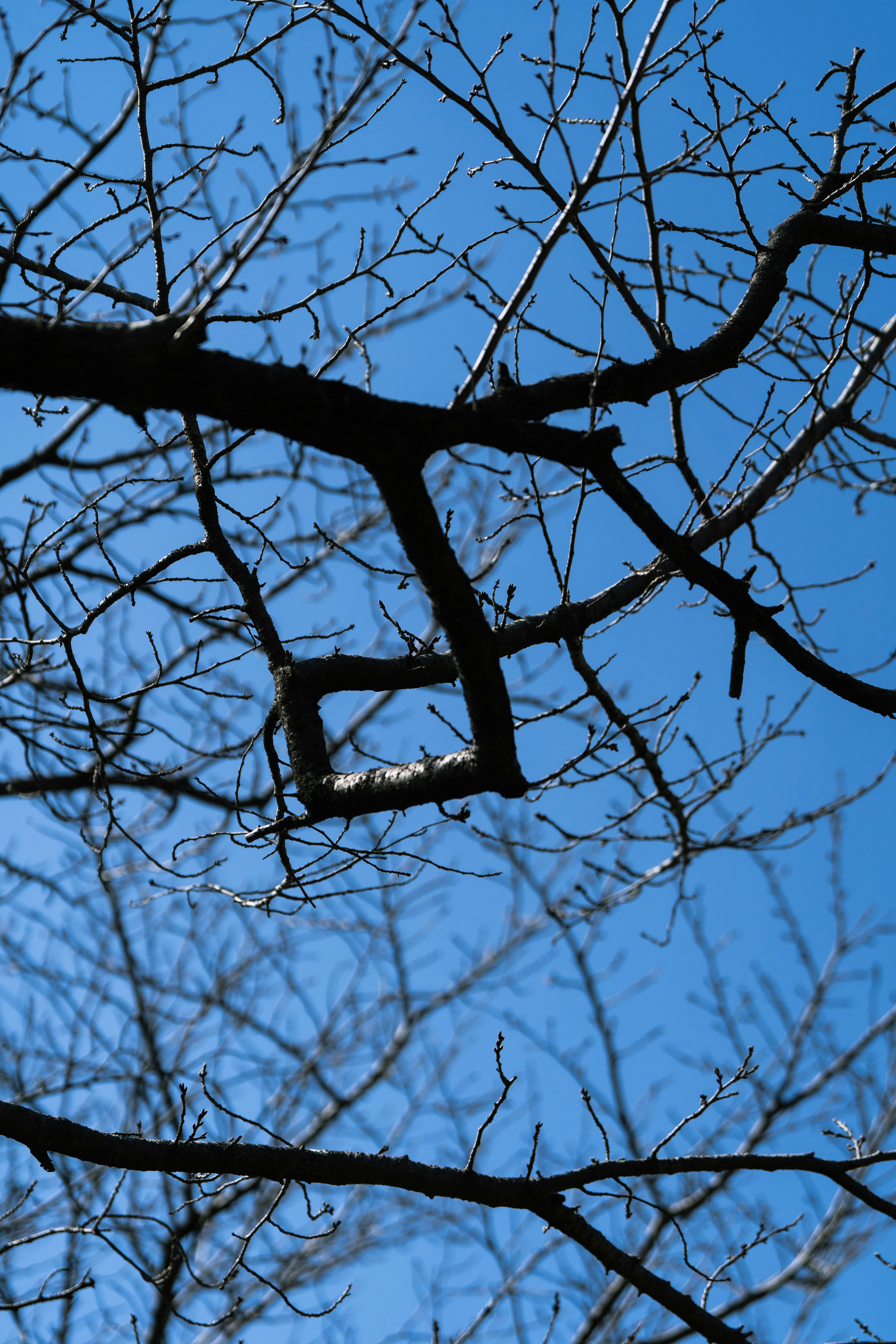 Thin tree branches silhouetted against a blue sky