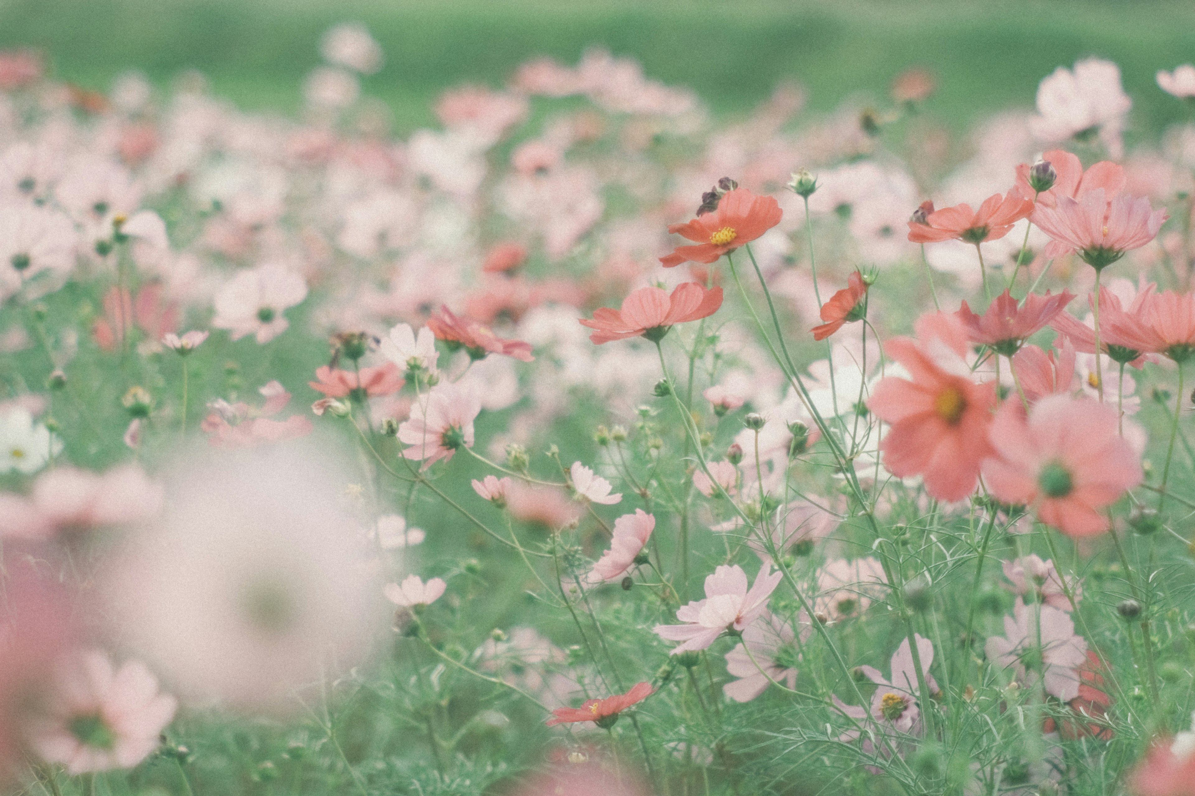 Un campo de flores en colores pastel en plena floración