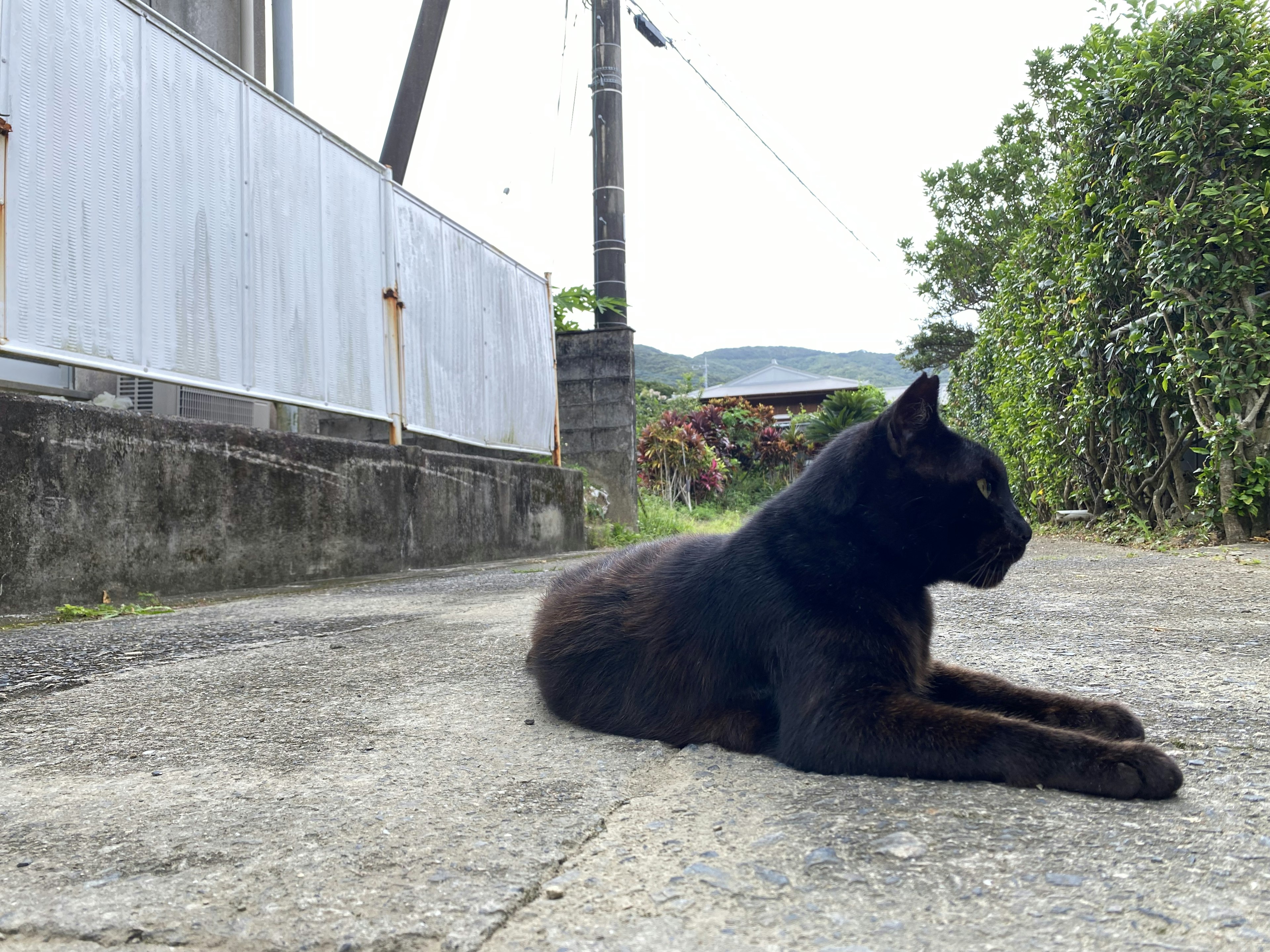 黒い猫が舗装された地面に横たわっている風景