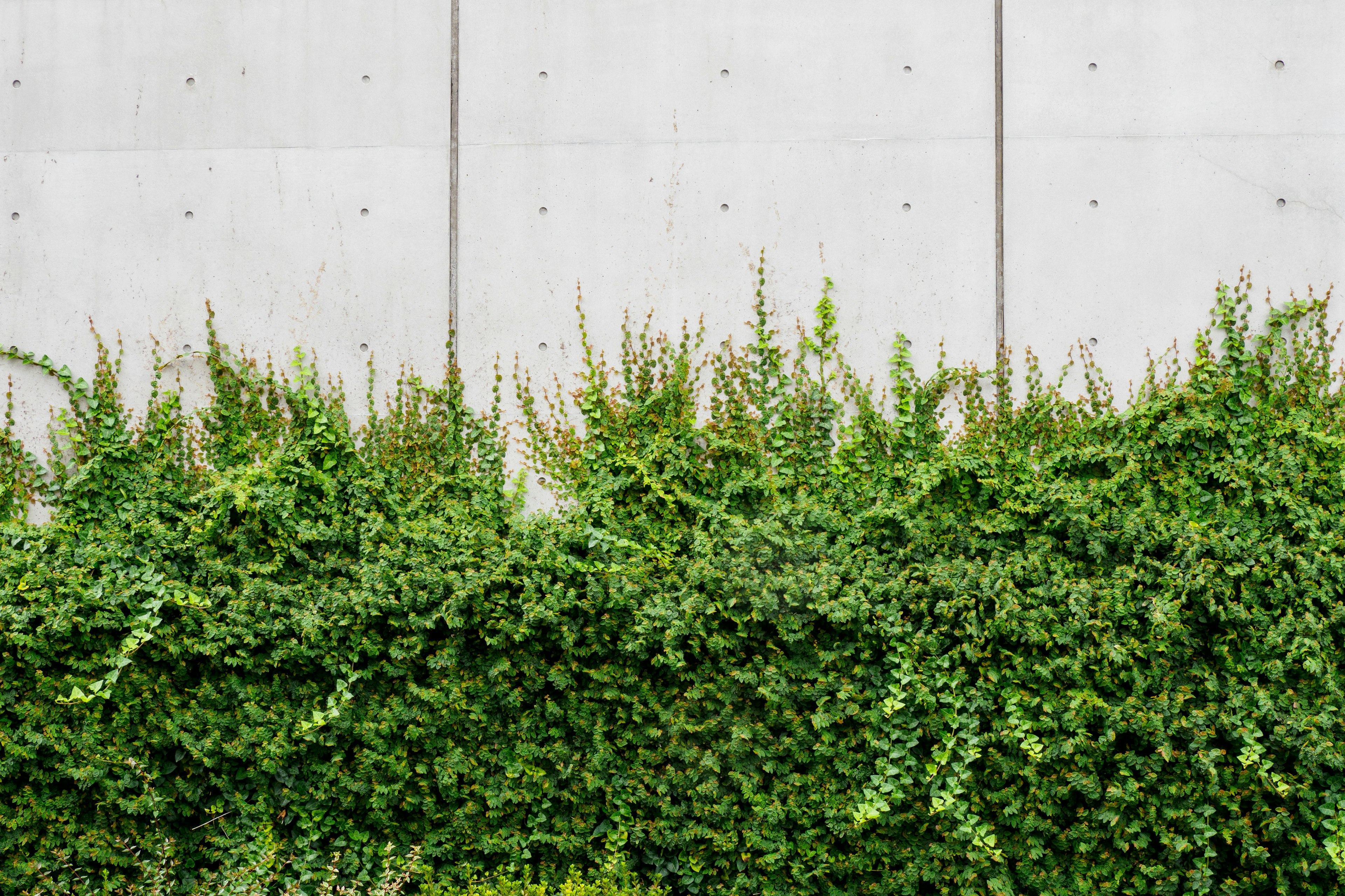 Plantas verdes exuberantes frente a una pared de cemento