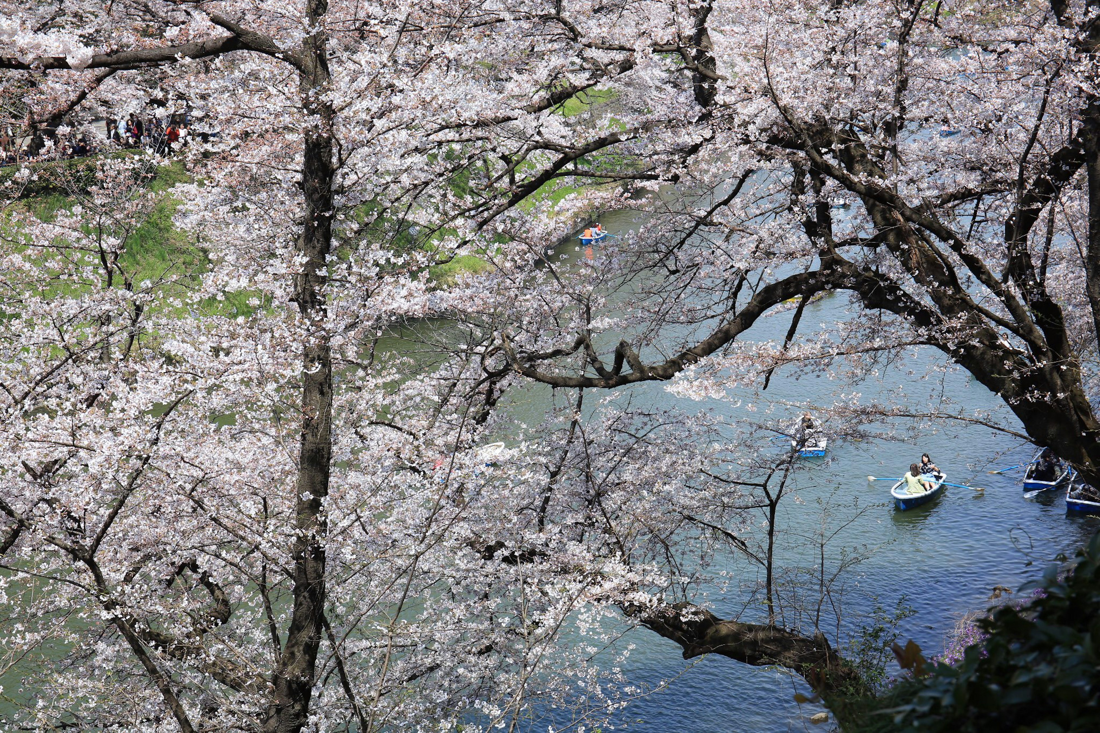 Vue pittoresque des cerisiers en fleurs au-dessus d'une rivière avec des bateaux