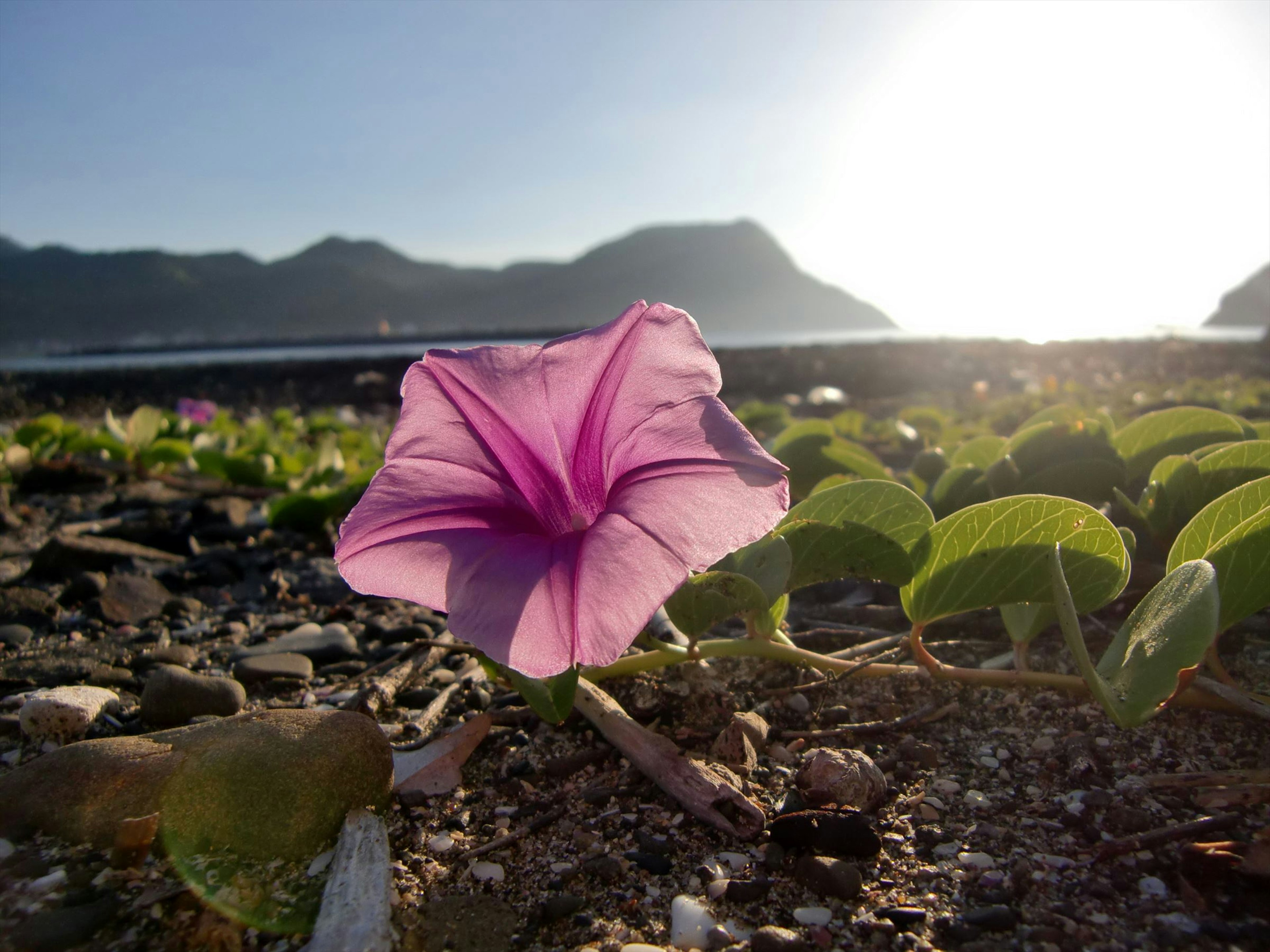 A pink flower blooming on the beach with mountains in the background