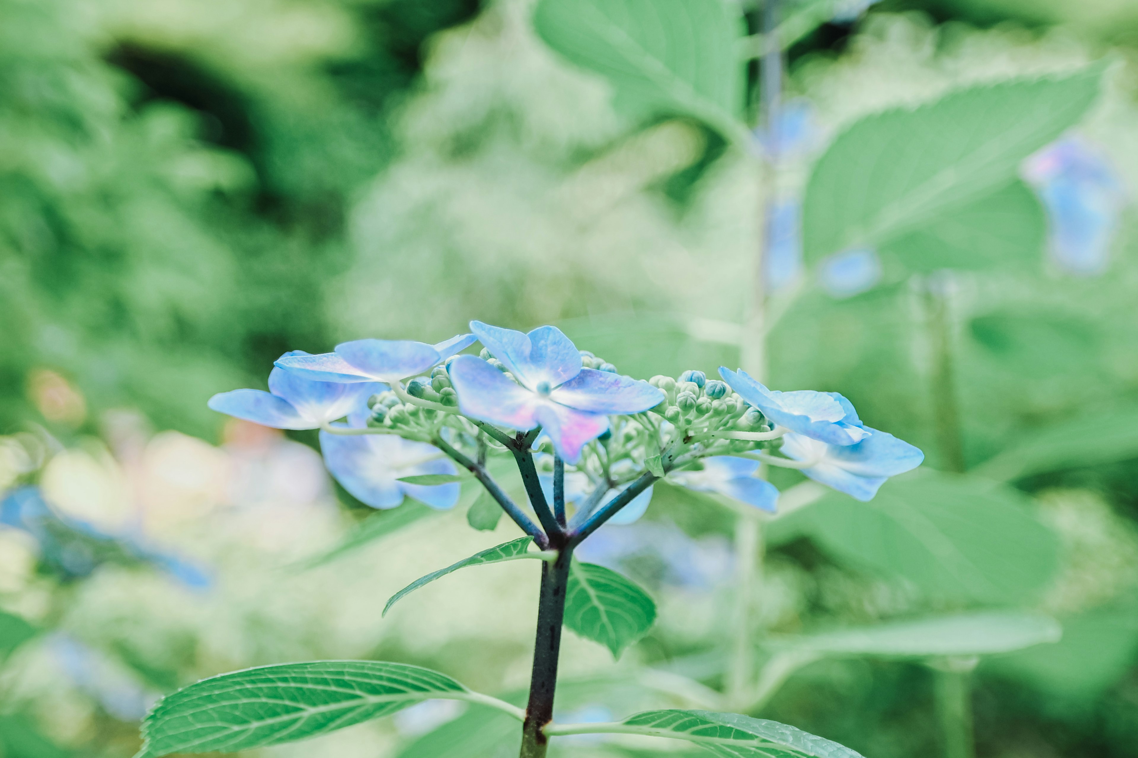 Flores azules vibrantes con hojas verdes en un entorno natural