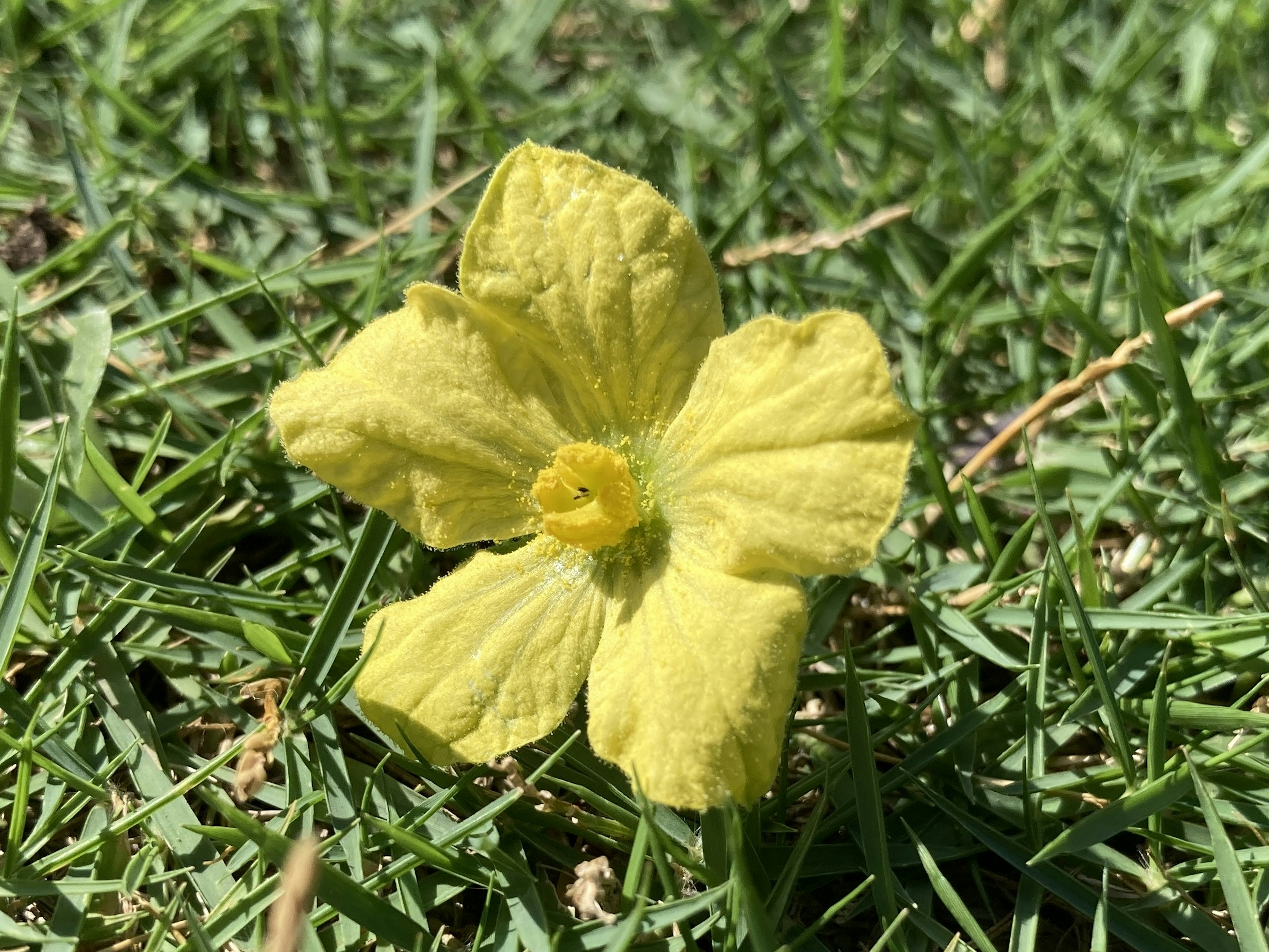 Primo piano di un fiore giallo su erba verde