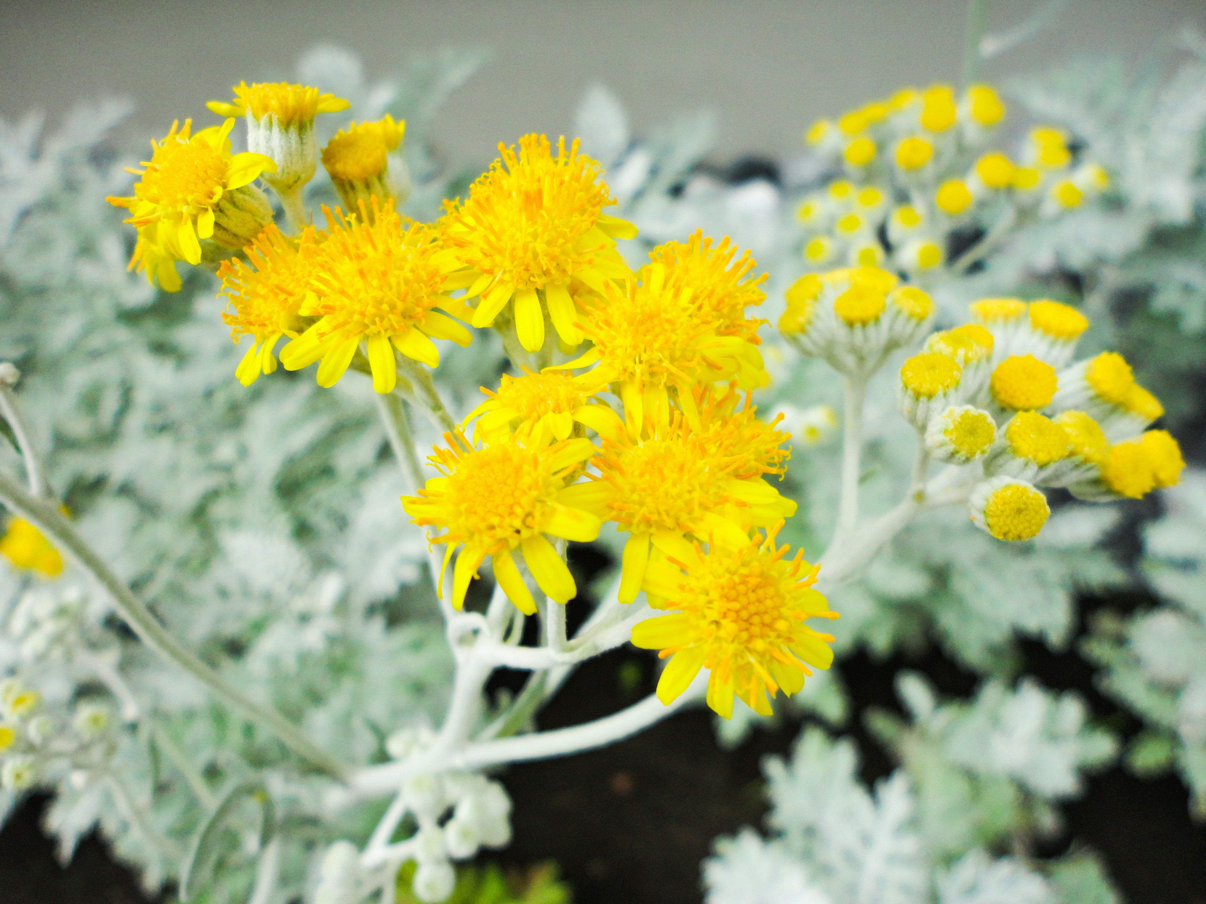 Nahaufnahme einer Pflanze mit gelben Blumen und grünen Blättern