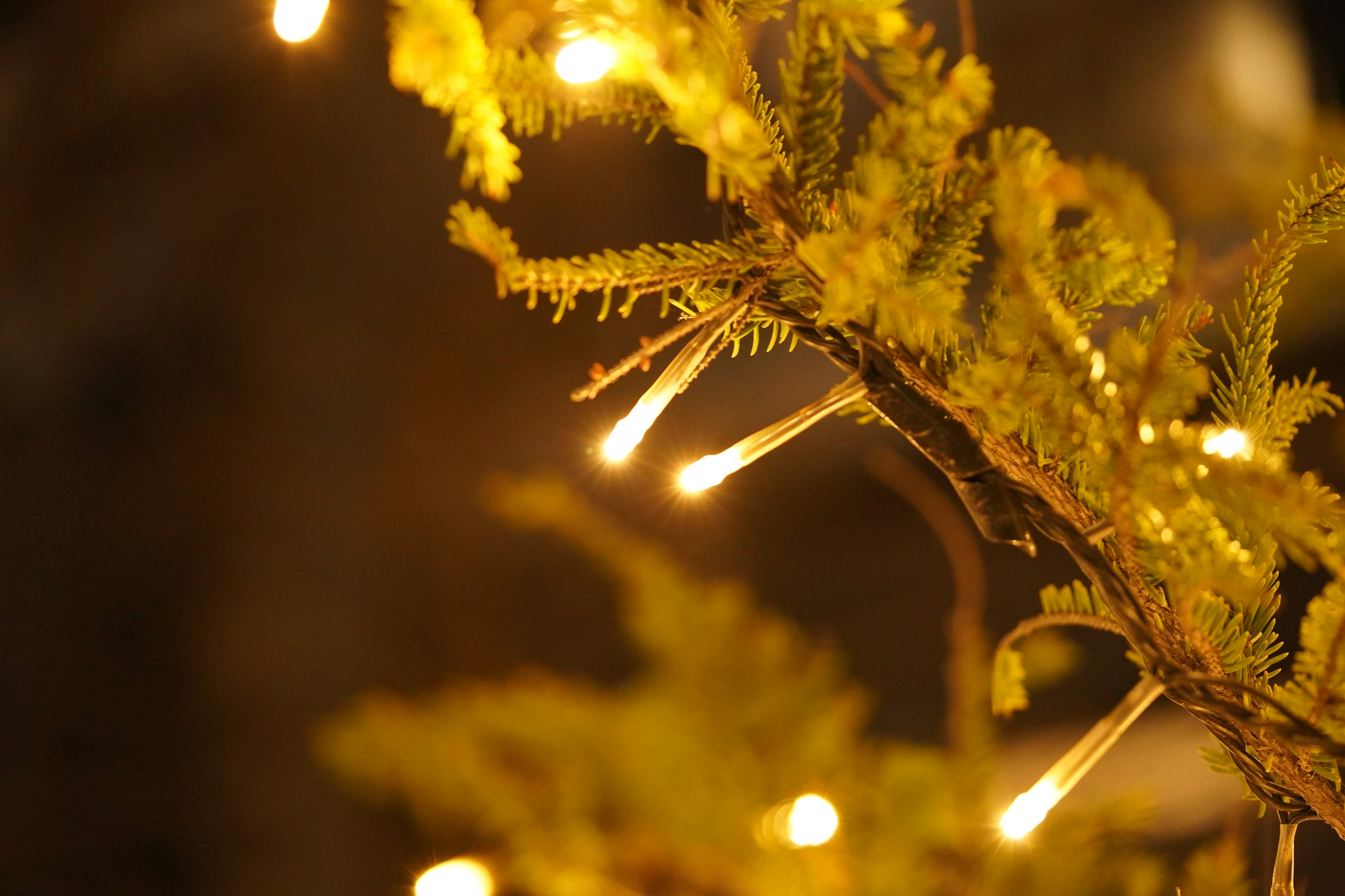 Close-up of a Christmas tree branch adorned with warm glowing lights