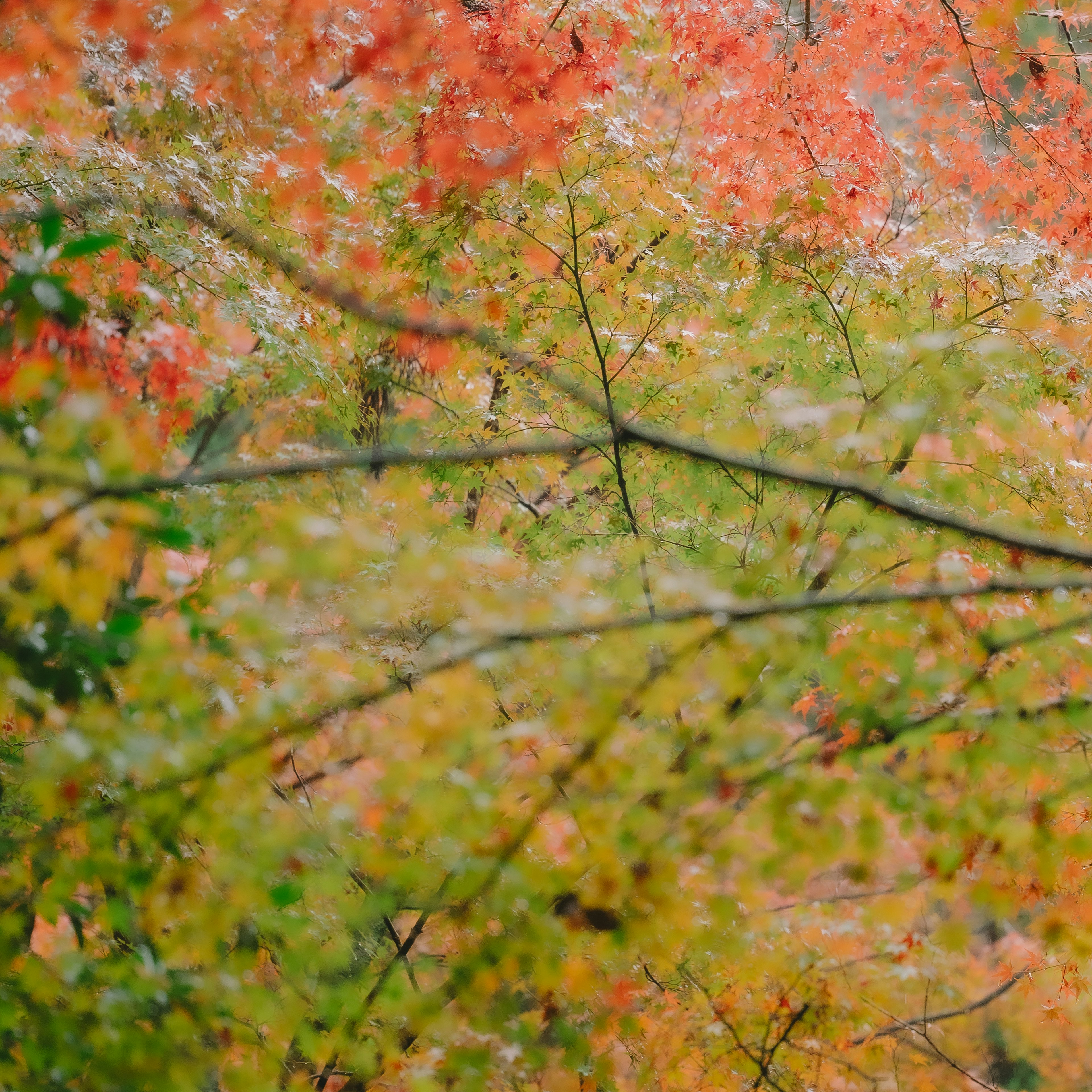 Schöne Landschaft mit lebhaftem Herbstlaub