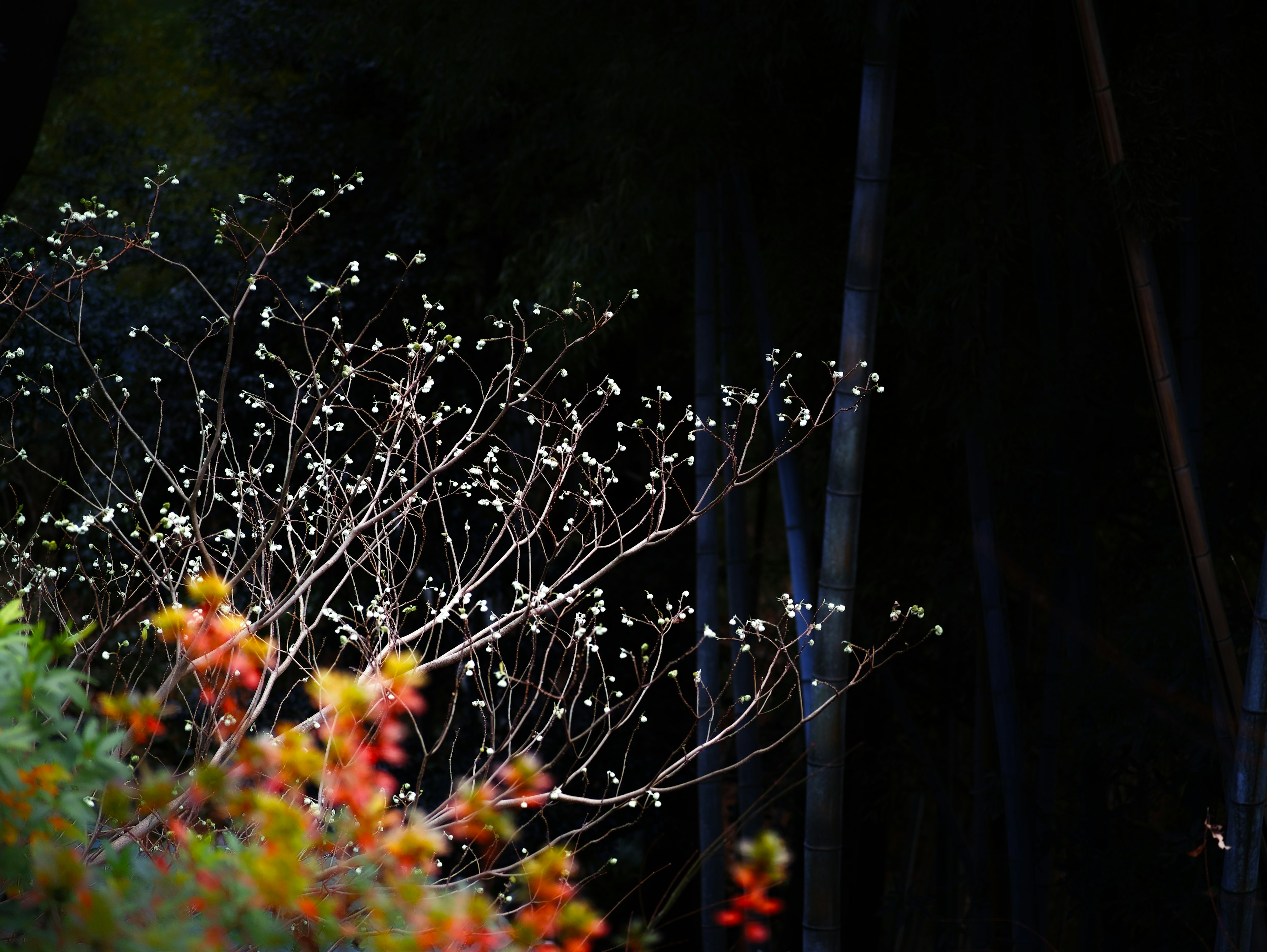 暗い背景に白い花を持つ枝とオレンジの花が咲いている