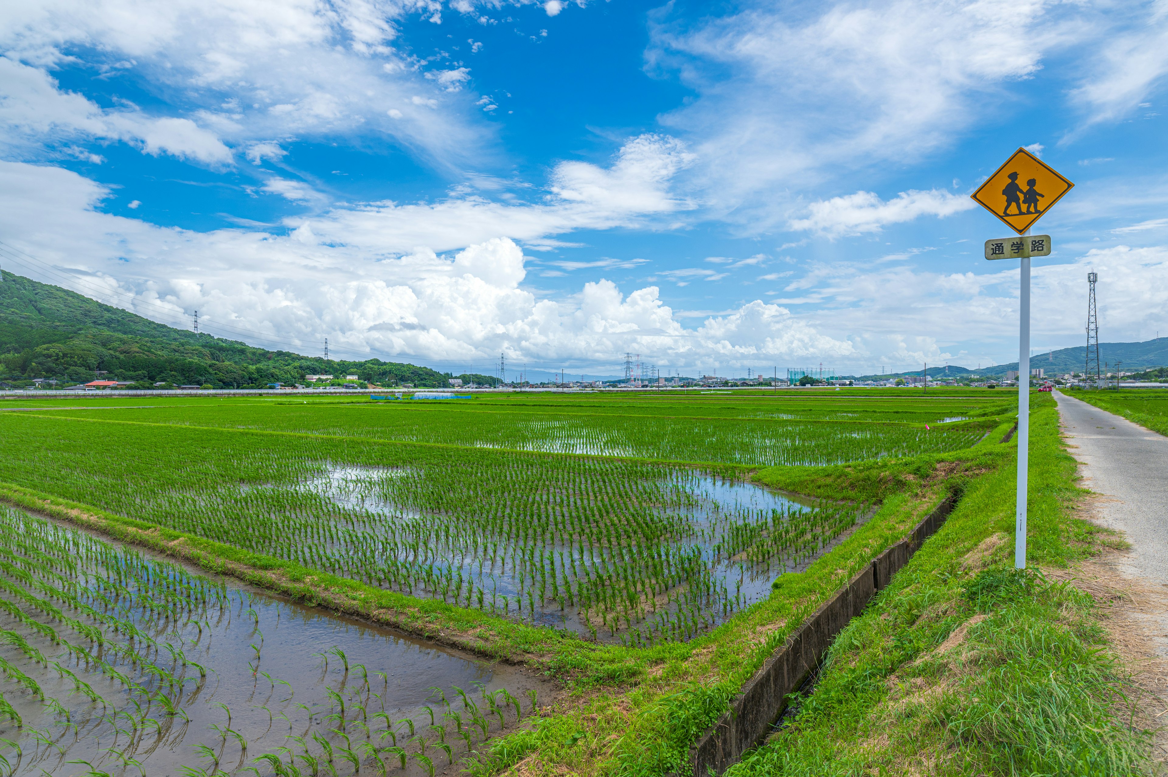 青い空と白い雲が広がる田んぼの風景、緑の稲が育つ水田と道が見える