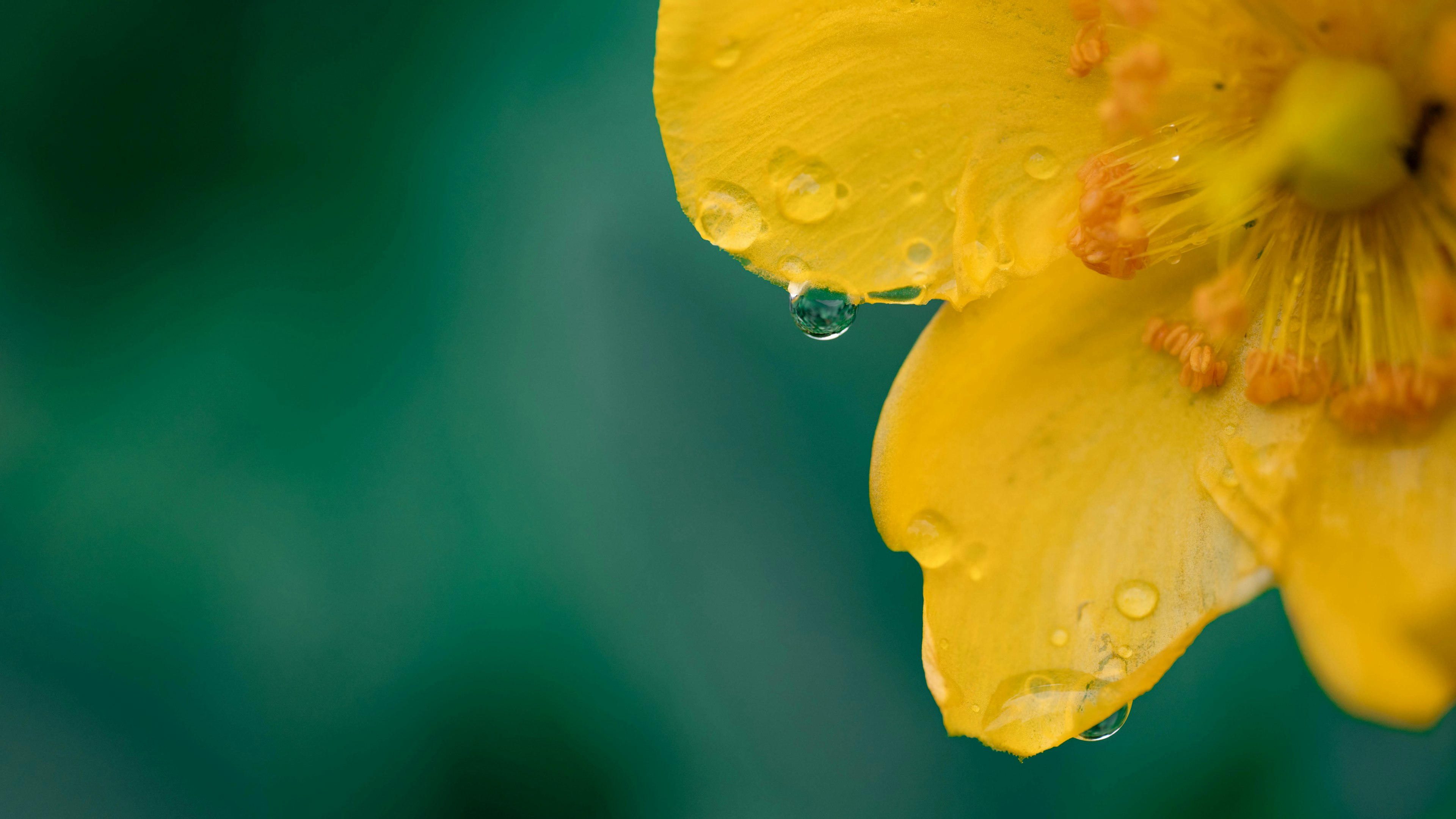 Pétale de fleur jaune vif avec des gouttes d'eau sur un fond vert