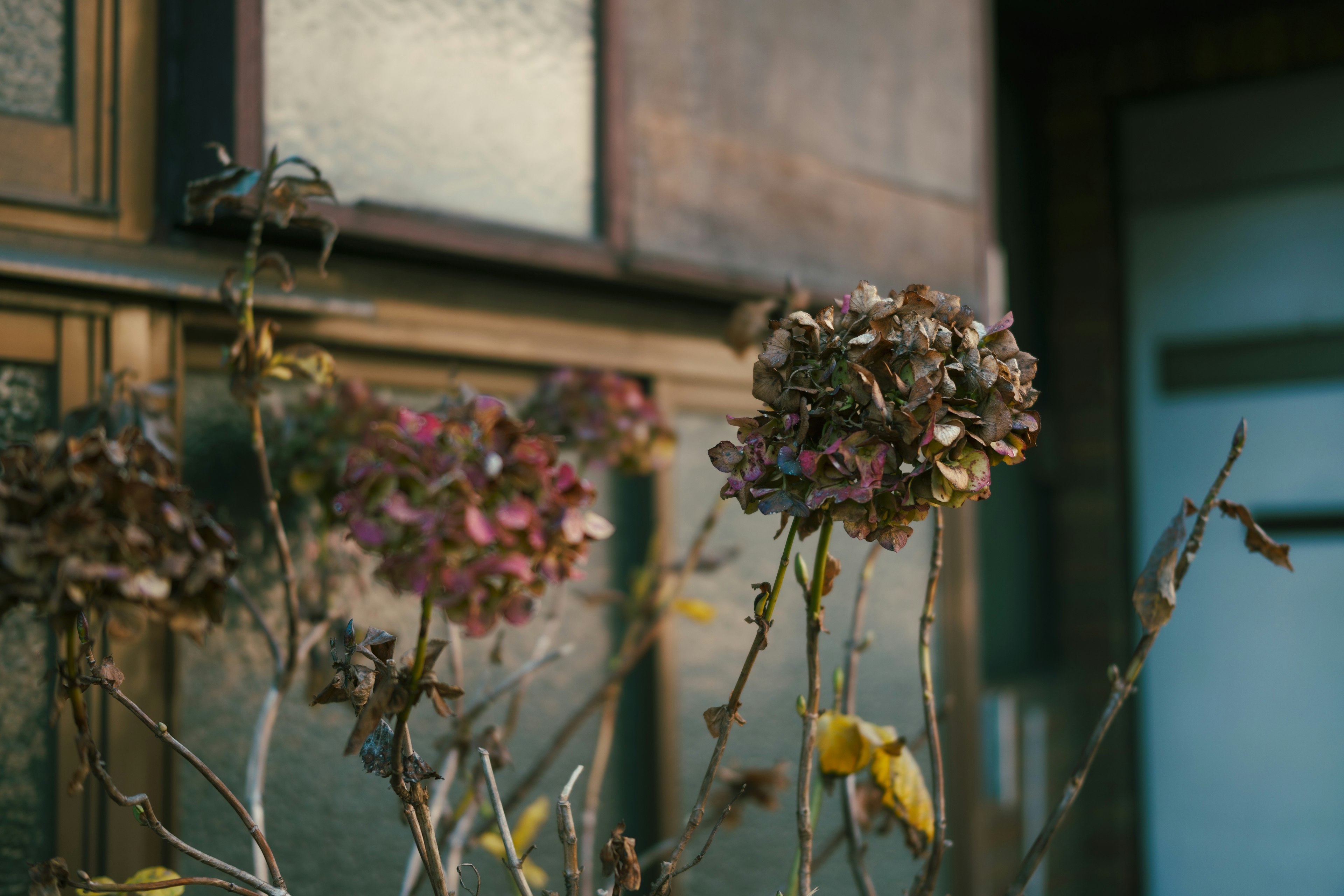 枯れた花と古い窓のある風景