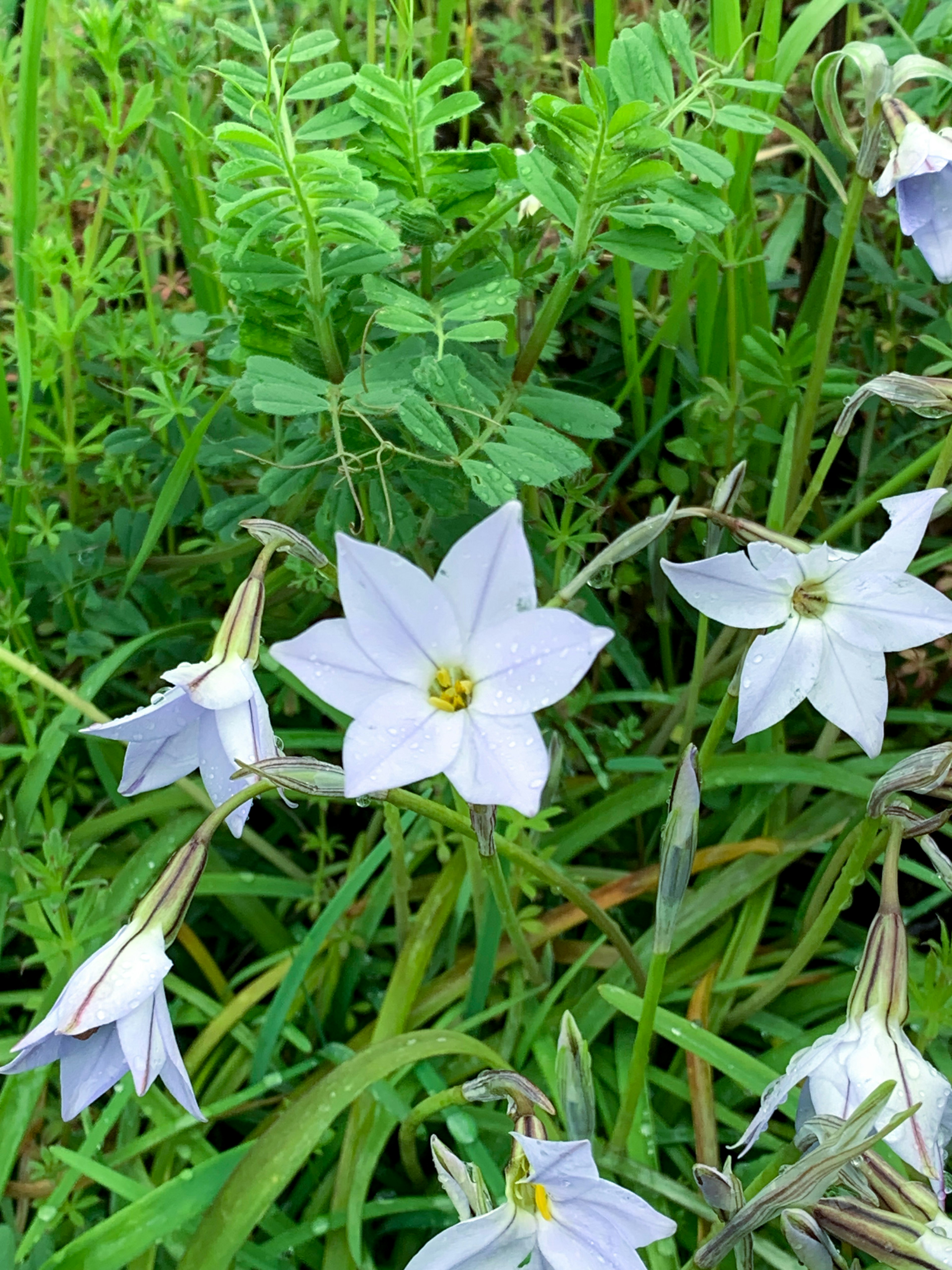 Cluster of white flowers with star-shaped petals amidst green foliage