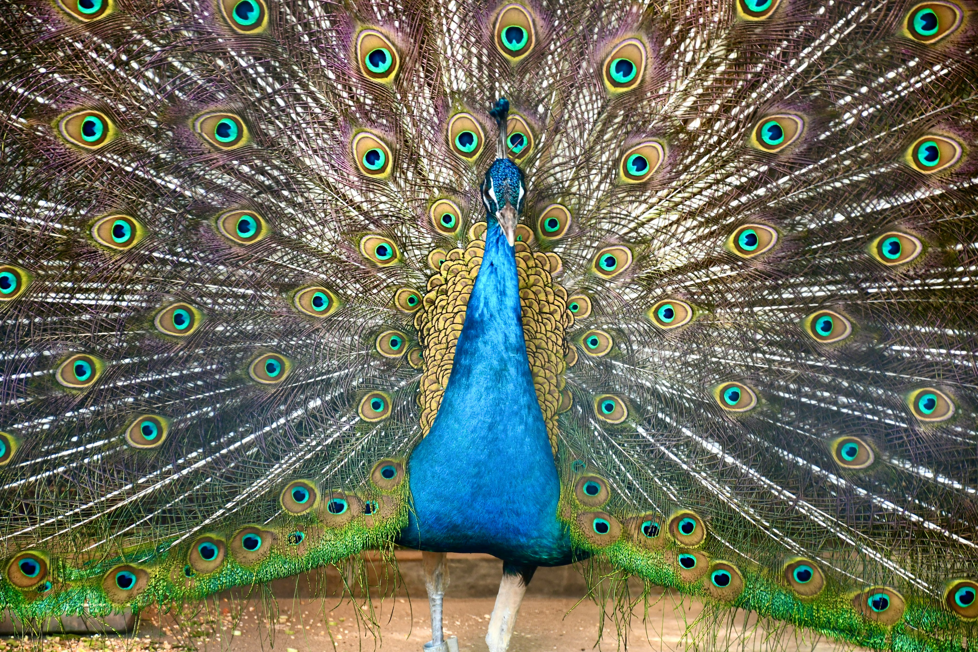 A beautiful peacock displaying its vibrant blue body and eye-patterned feathers