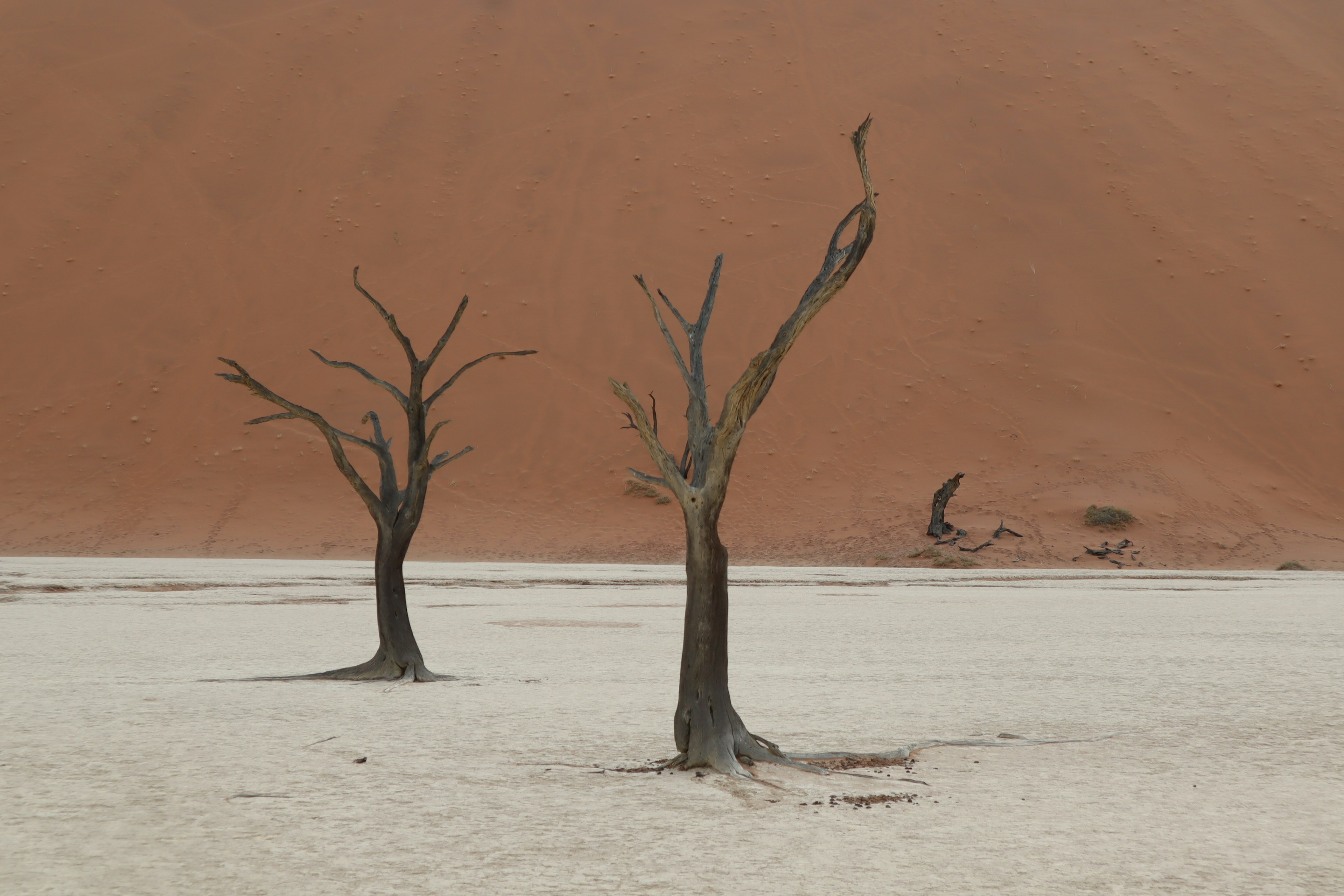 Tote Bäume im Deadvlei, Namibia, mit orangefarbenen Sanddünen im Hintergrund