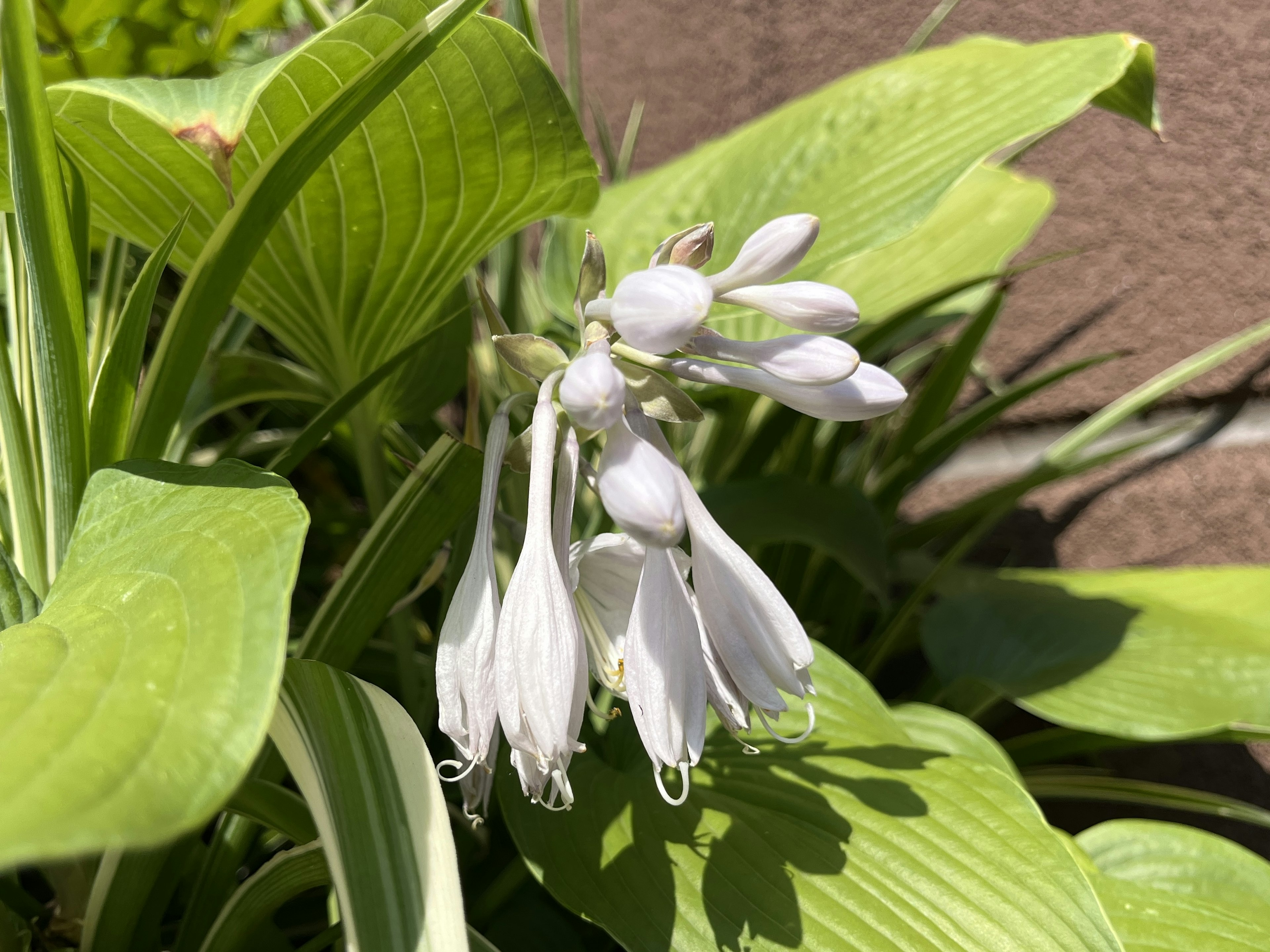 Pianta di hosta con fiori bianchi che fioriscono tra le foglie verdi