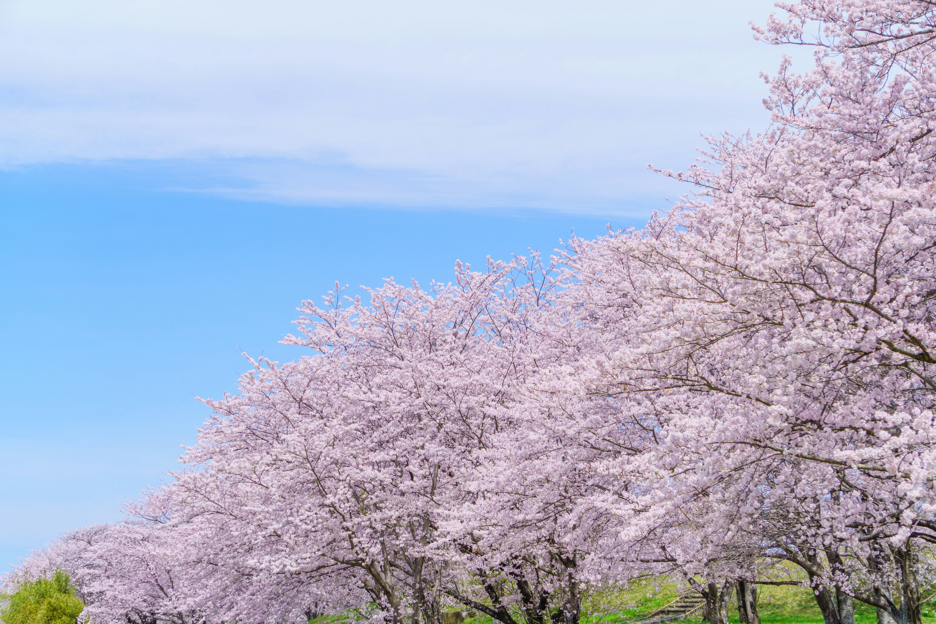 Une rangée de cerisiers en fleurs sous un ciel bleu